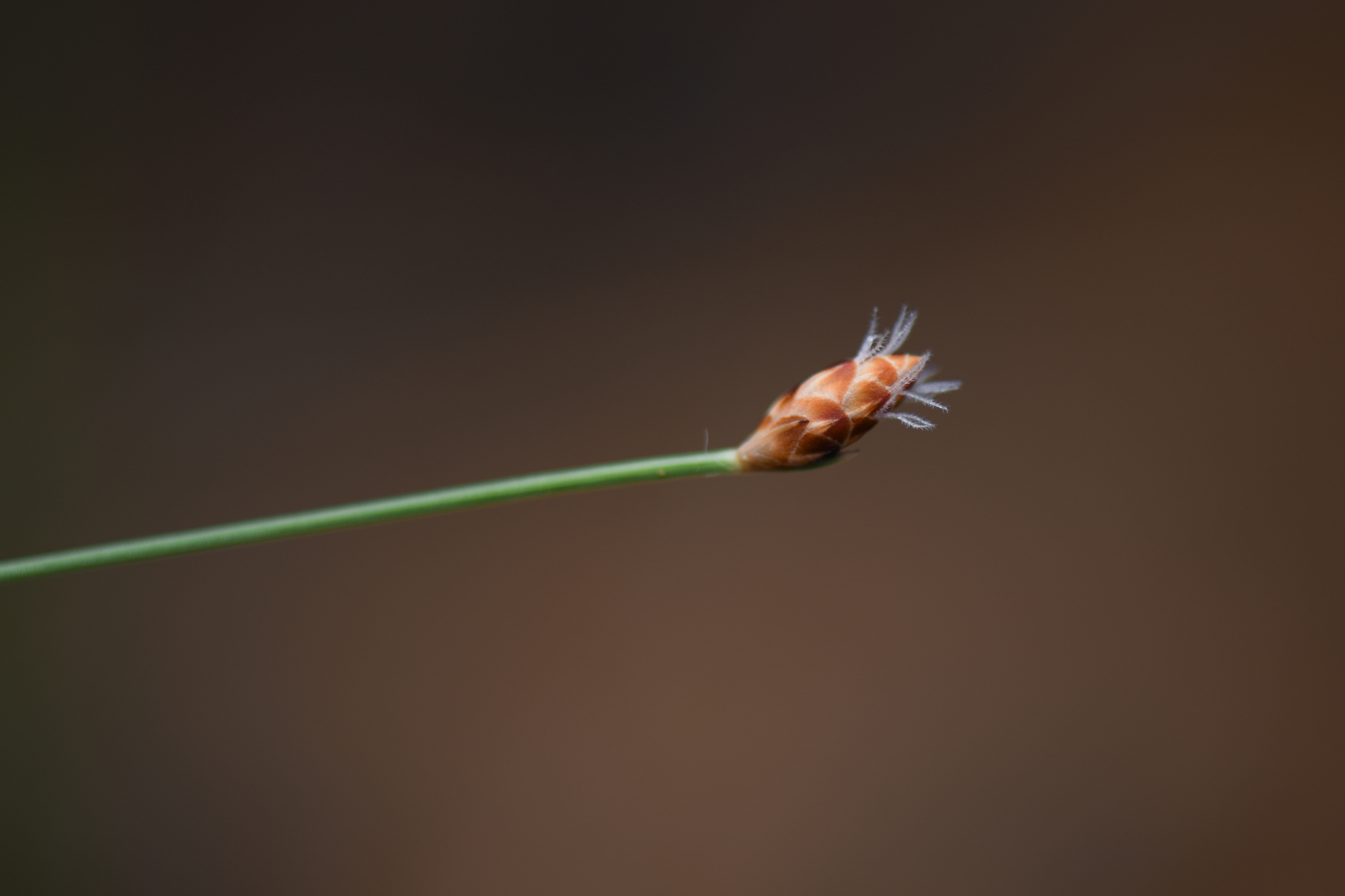 Bulbostylis conifera (Kunth) Beetle - Photo Bivouac Naturaliste