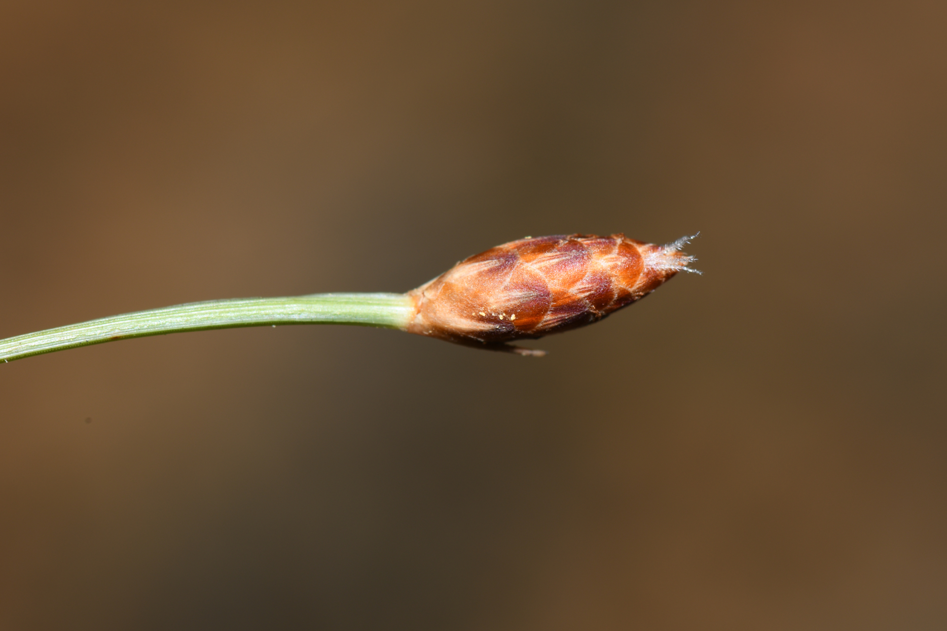 Bulbostylis conifera (Kunth) Beetle - Photo Bivouac Naturaliste
