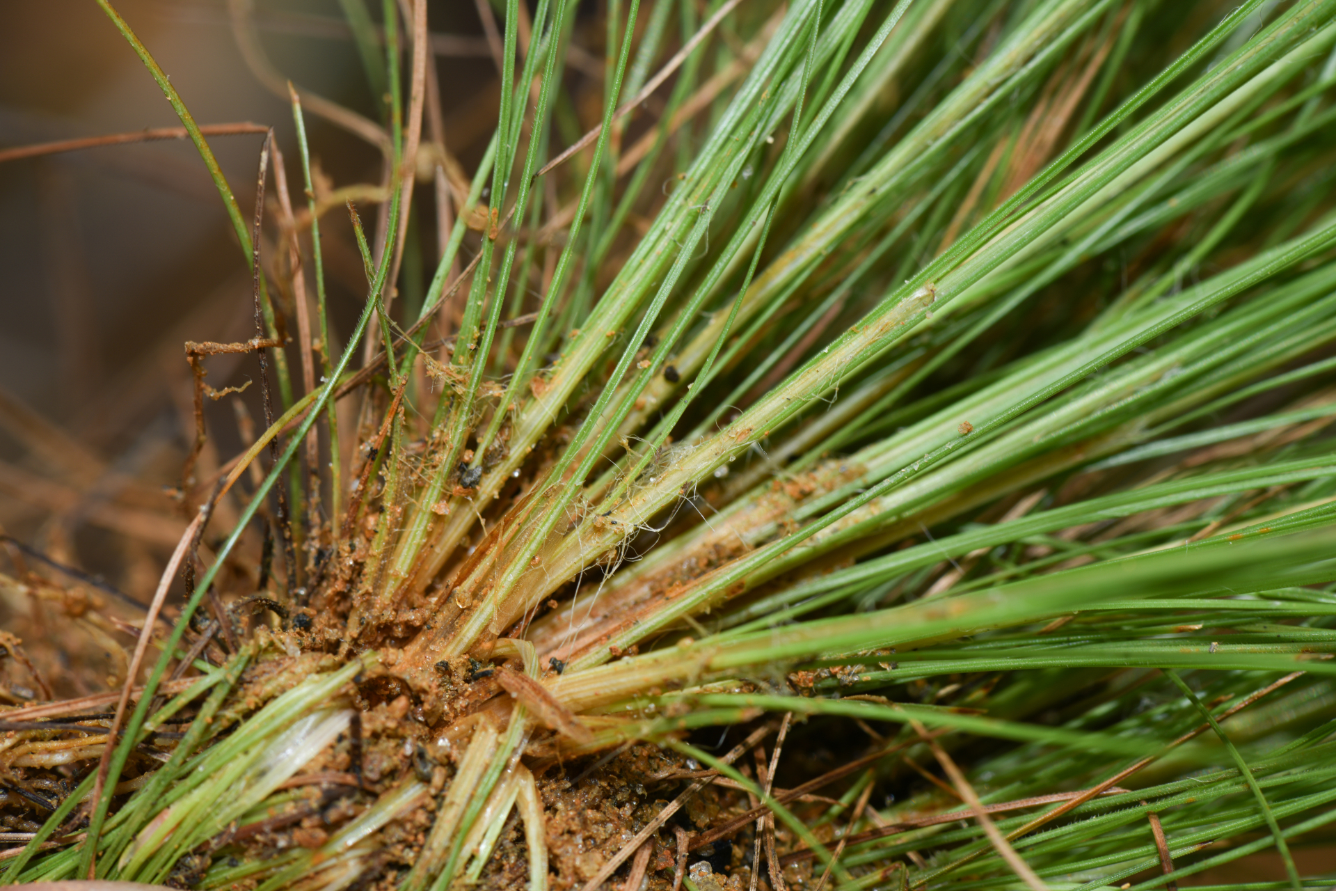 Bulbostylis conifera (Kunth) Beetle - Photo Bivouac Naturaliste