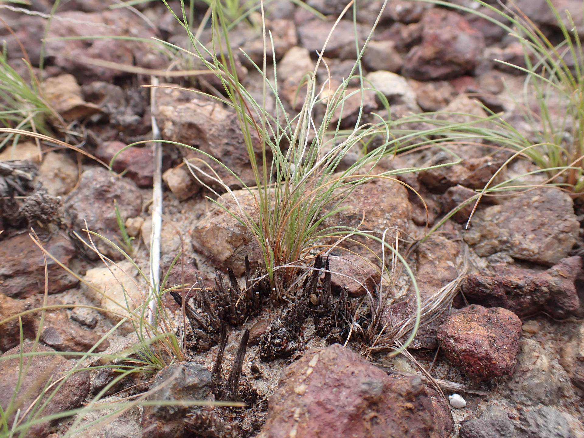 Bulbostylis juncoides (Vahl) Kük. ex Herter - Photo Bivouac Naturaliste
