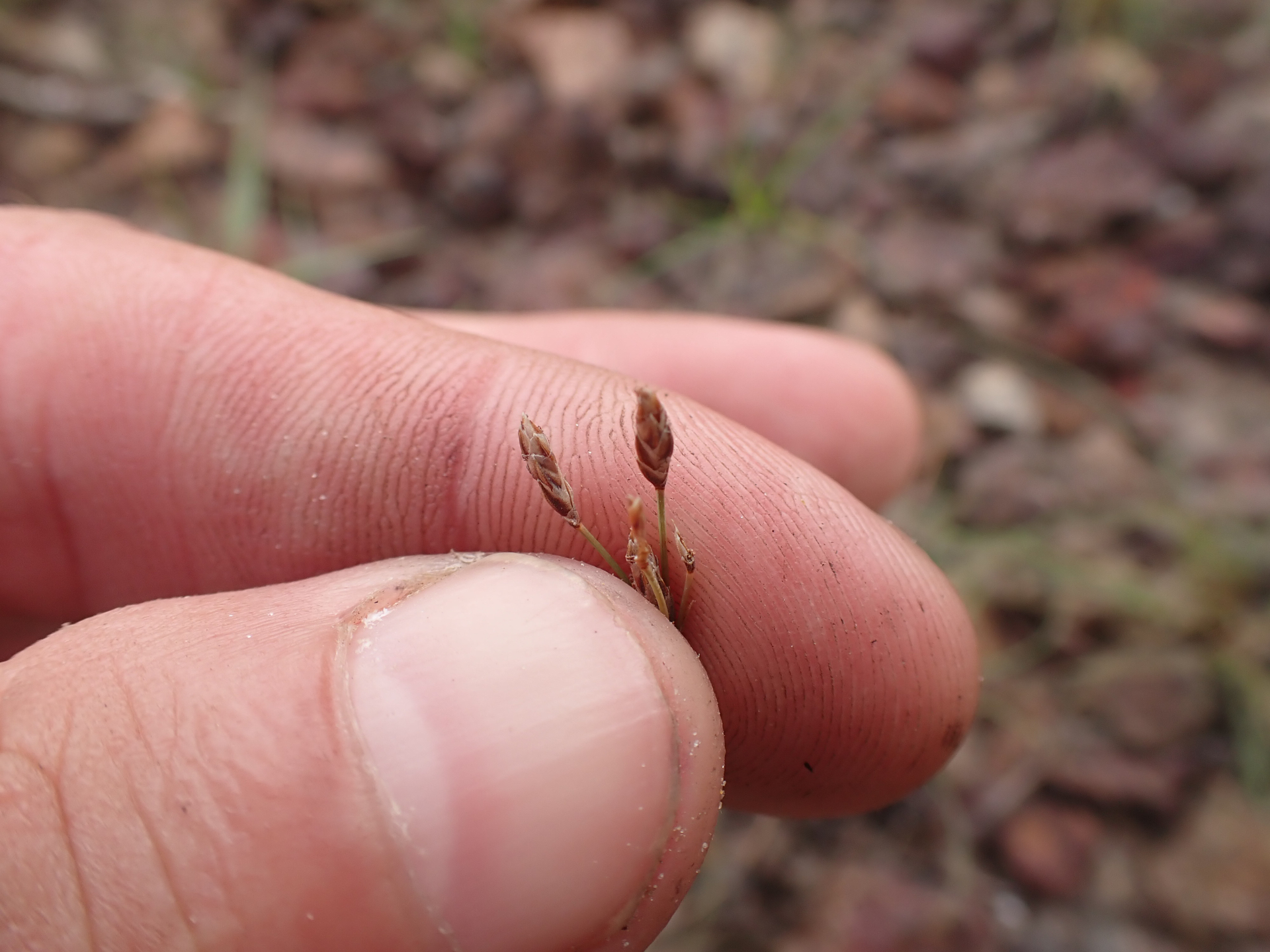 Bulbostylis juncoides (Vahl) Kük. ex Herter - Photo Bivouac Naturaliste