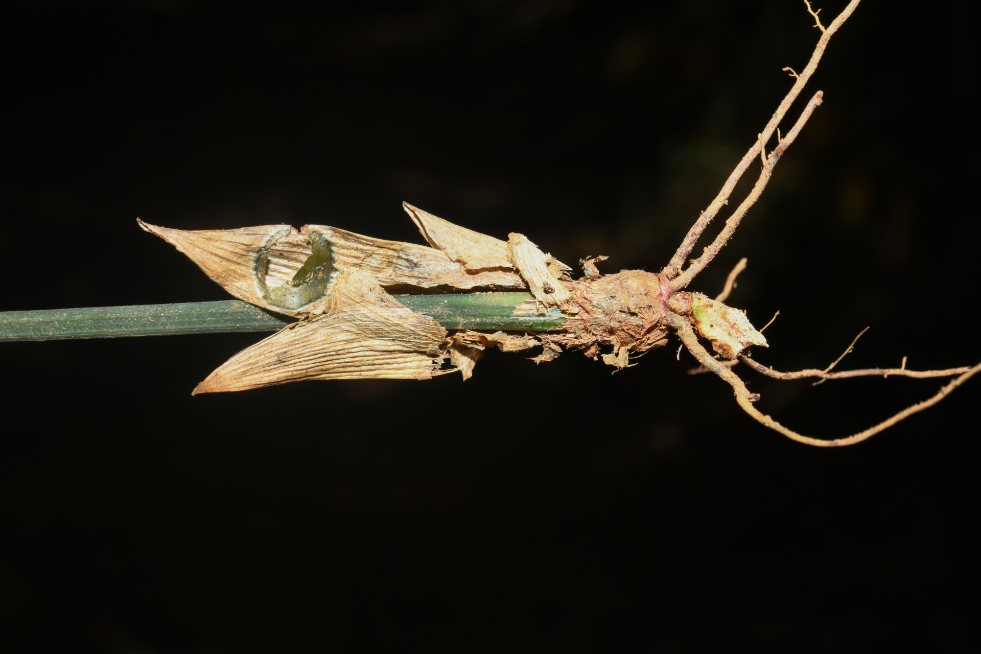 Mapania sylvatica subsp. sylvatica - Photo Bivouac Naturaliste