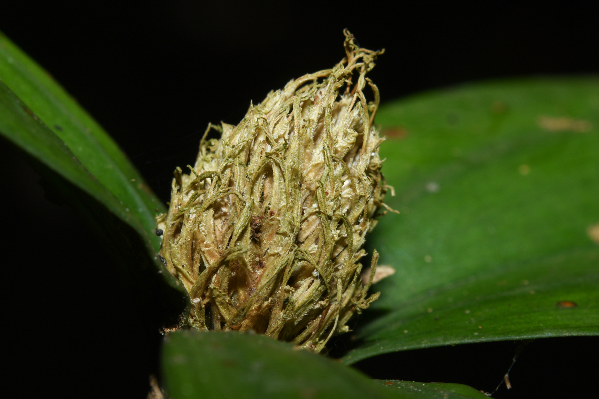 Mapania sylvatica subsp. sylvatica - Photo Bivouac Naturaliste