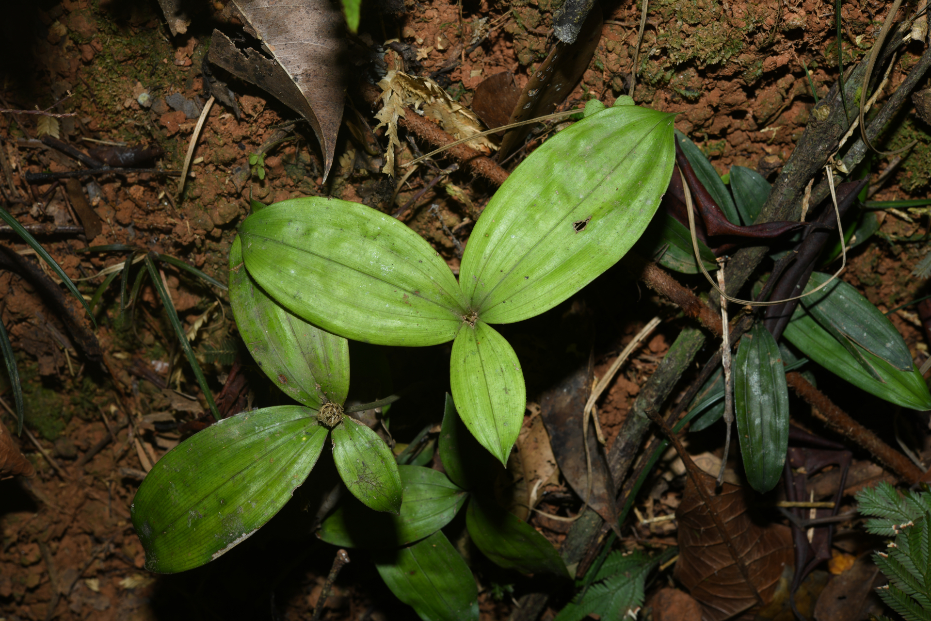 Mapania sylvatica subsp. sylvatica - Photo Bivouac Naturaliste