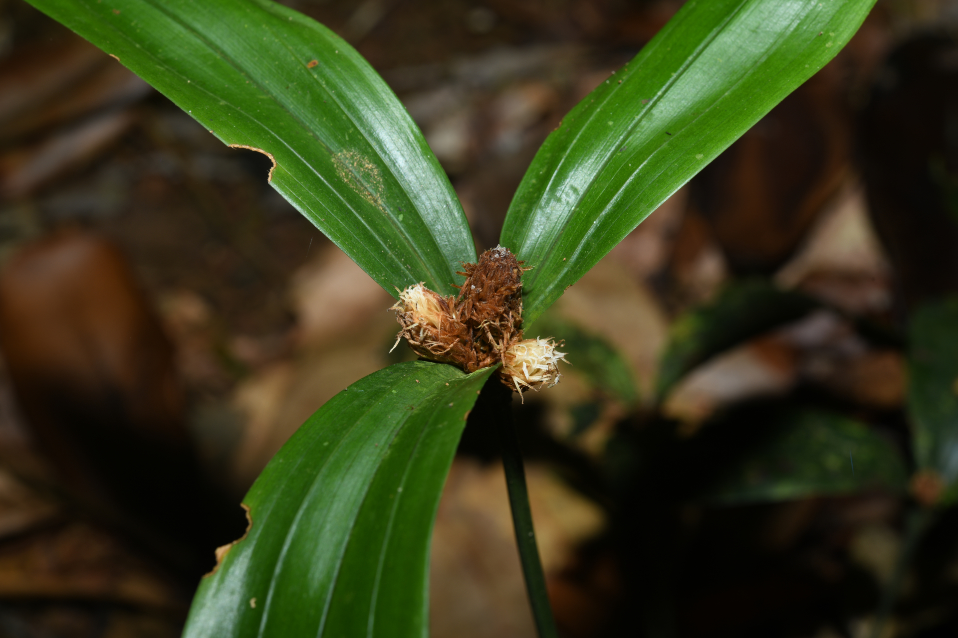 Mapania sylvatica subsp. sylvatica - Photo Bivouac Naturaliste