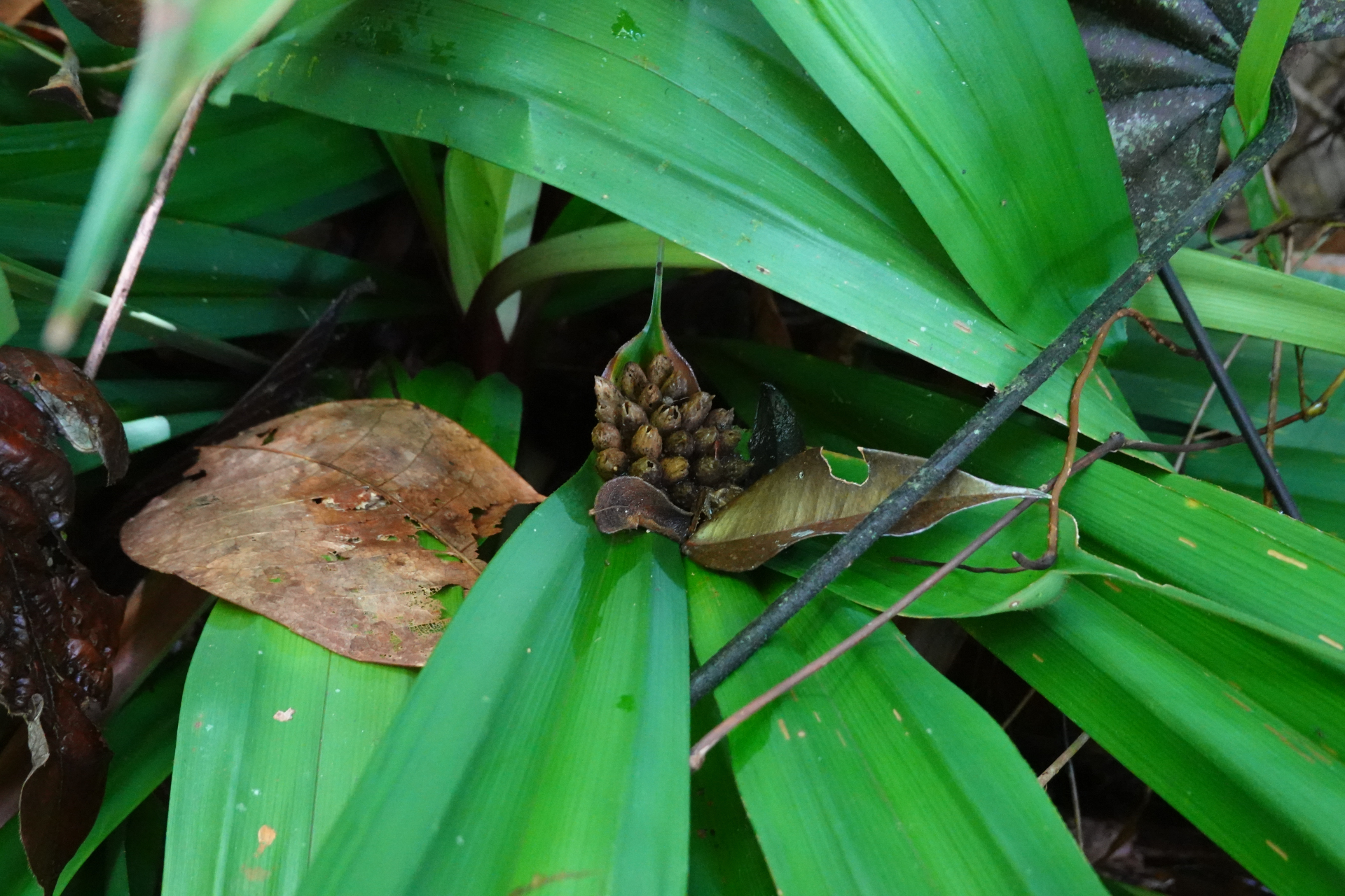 Mapania macrophylla (Boeckeler) H.Pfeiff. - Photo Bivouac Naturaliste