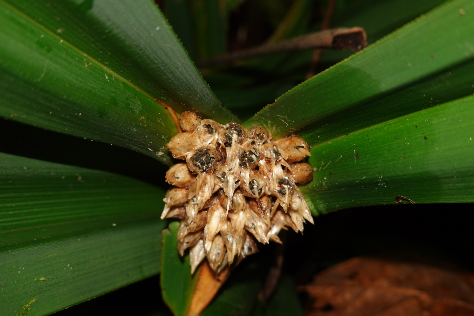 Mapania macrophylla (Boeckeler) H.Pfeiff. - Photo Bivouac Naturaliste