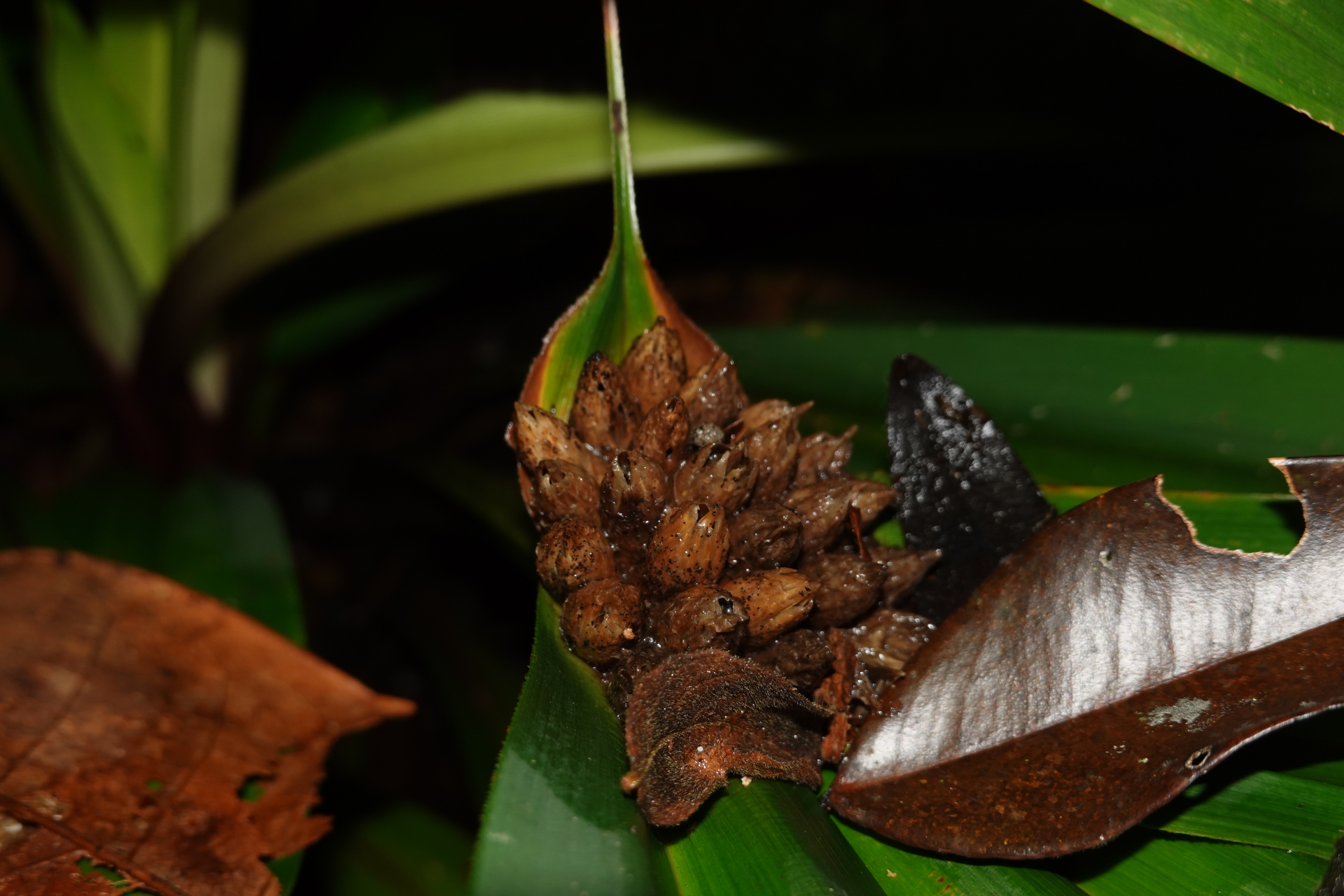 Mapania macrophylla (Boeckeler) H.Pfeiff. - Photo Bivouac Naturaliste