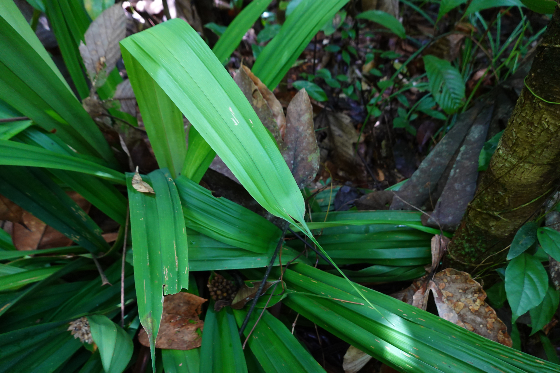 Mapania macrophylla (Boeckeler) H.Pfeiff. - Photo Bivouac Naturaliste