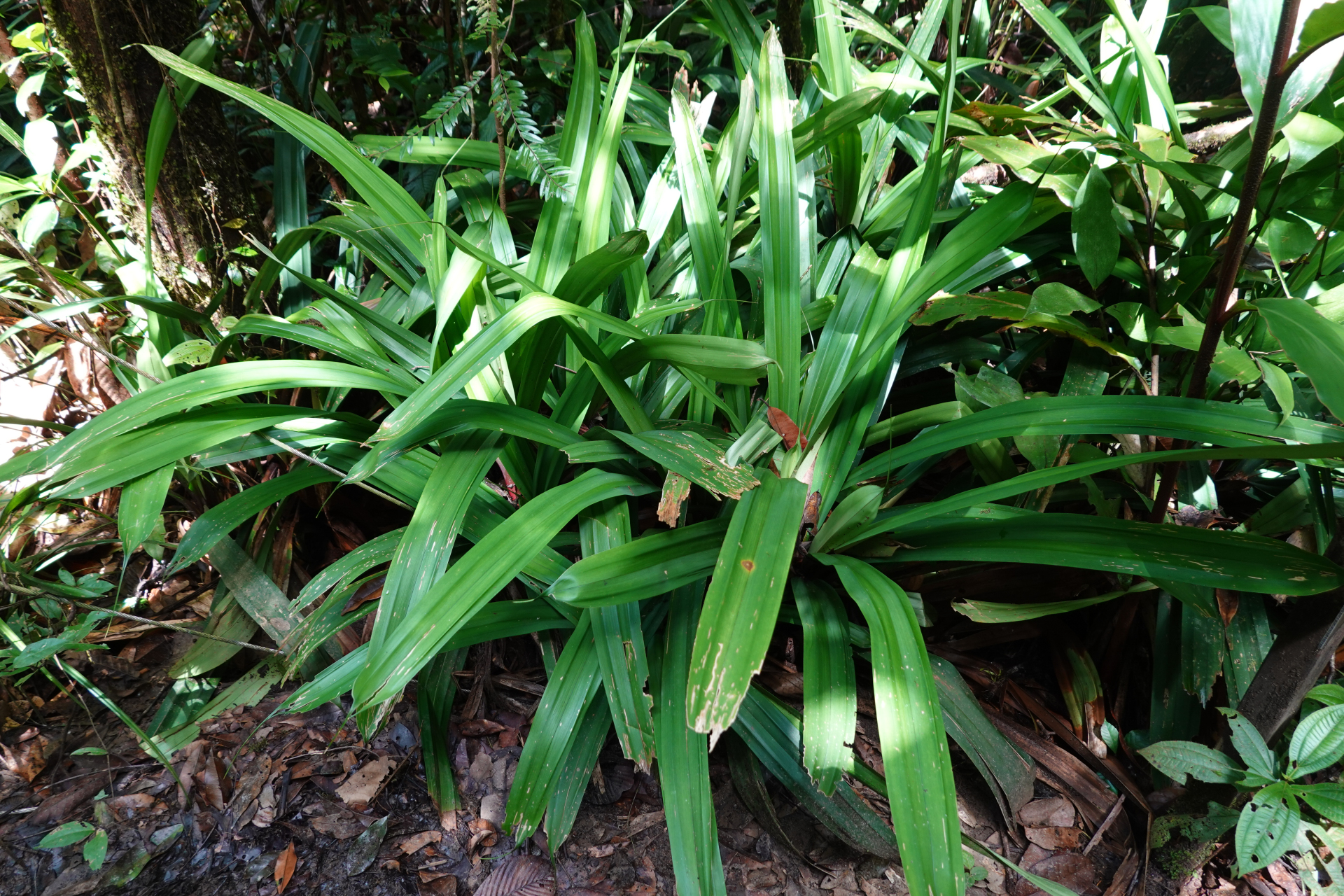 Mapania macrophylla (Boeckeler) H.Pfeiff. - Photo Bivouac Naturaliste