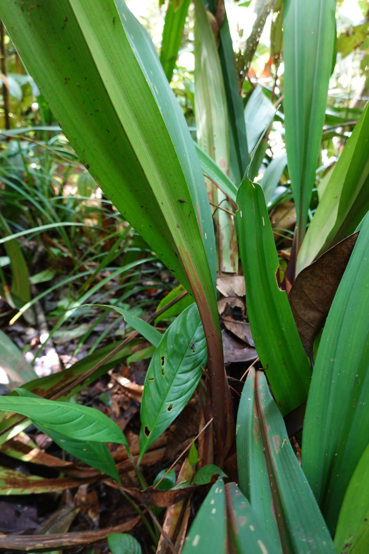 Mapania macrophylla (Boeckeler) H.Pfeiff. - Photo Bivouac Naturaliste