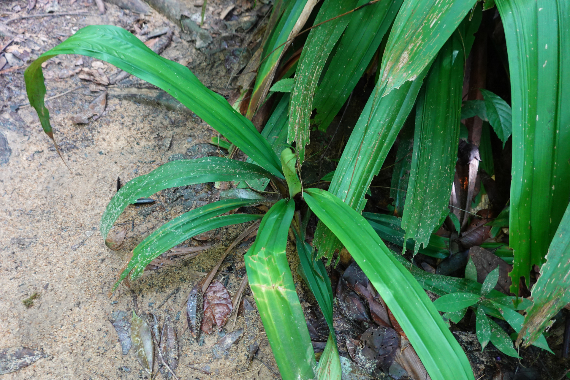 Mapania macrophylla (Boeckeler) H.Pfeiff. - Photo Bivouac Naturaliste