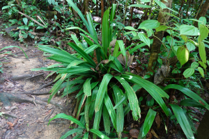 Mapania macrophylla (Boeckeler) H.Pfeiff.