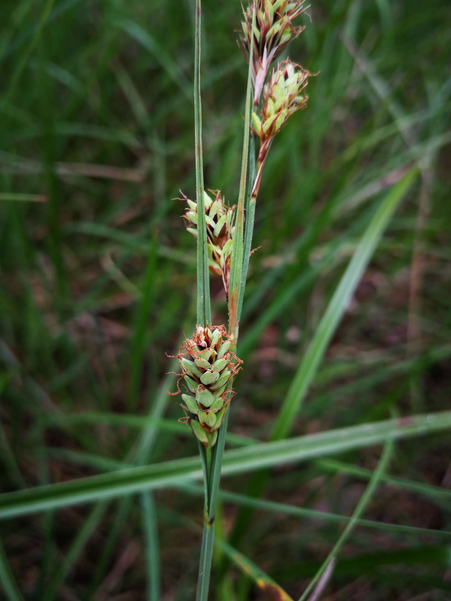 Carex buxbaumii Wahlenb. - Photo Bivouac Naturaliste