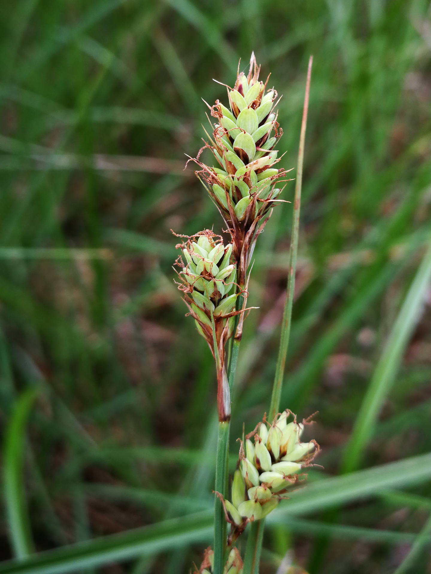 Carex buxbaumii Wahlenb. - Photo Bivouac Naturaliste