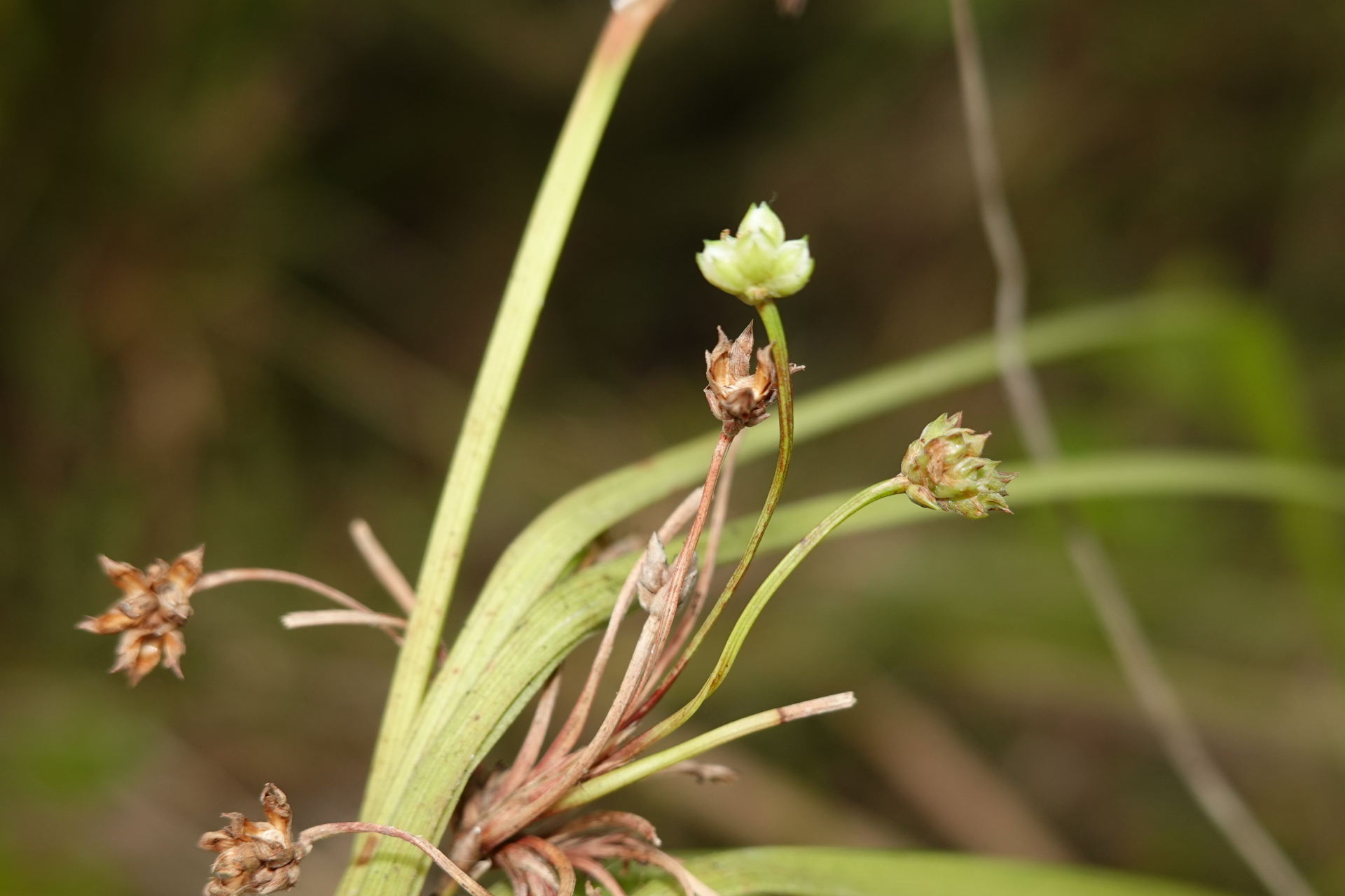 Calyptrocarya luzuliformis T.Koyama - Photo Bivouac Naturaliste