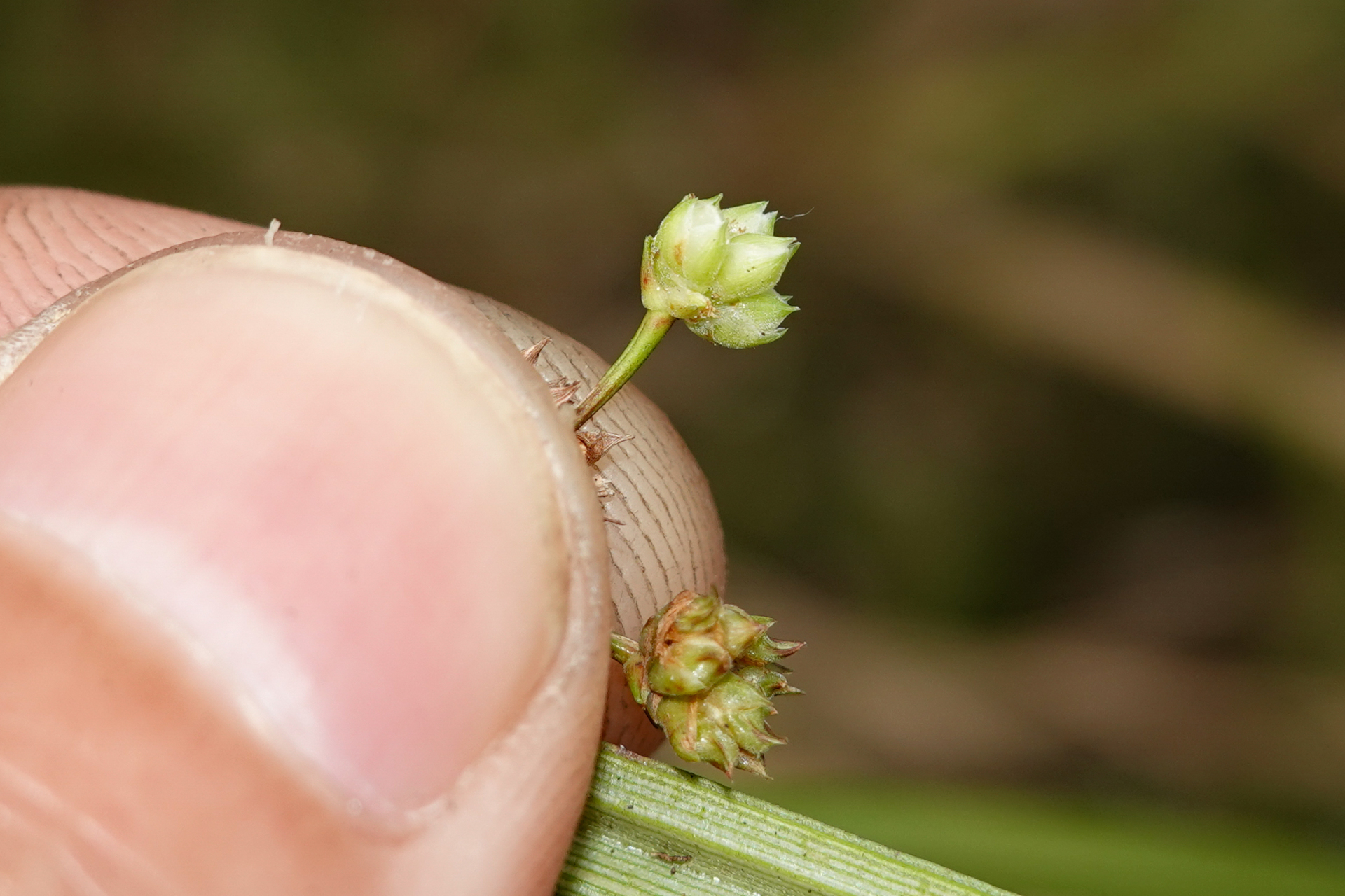 Calyptrocarya luzuliformis T.Koyama - Photo Bivouac Naturaliste