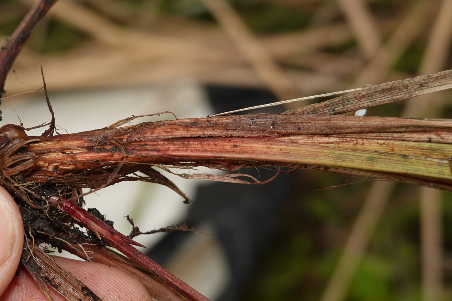 Calyptrocarya luzuliformis T.Koyama - Photo Bivouac Naturaliste