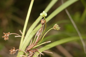 Calyptrocarya luzuliformis T.Koyama