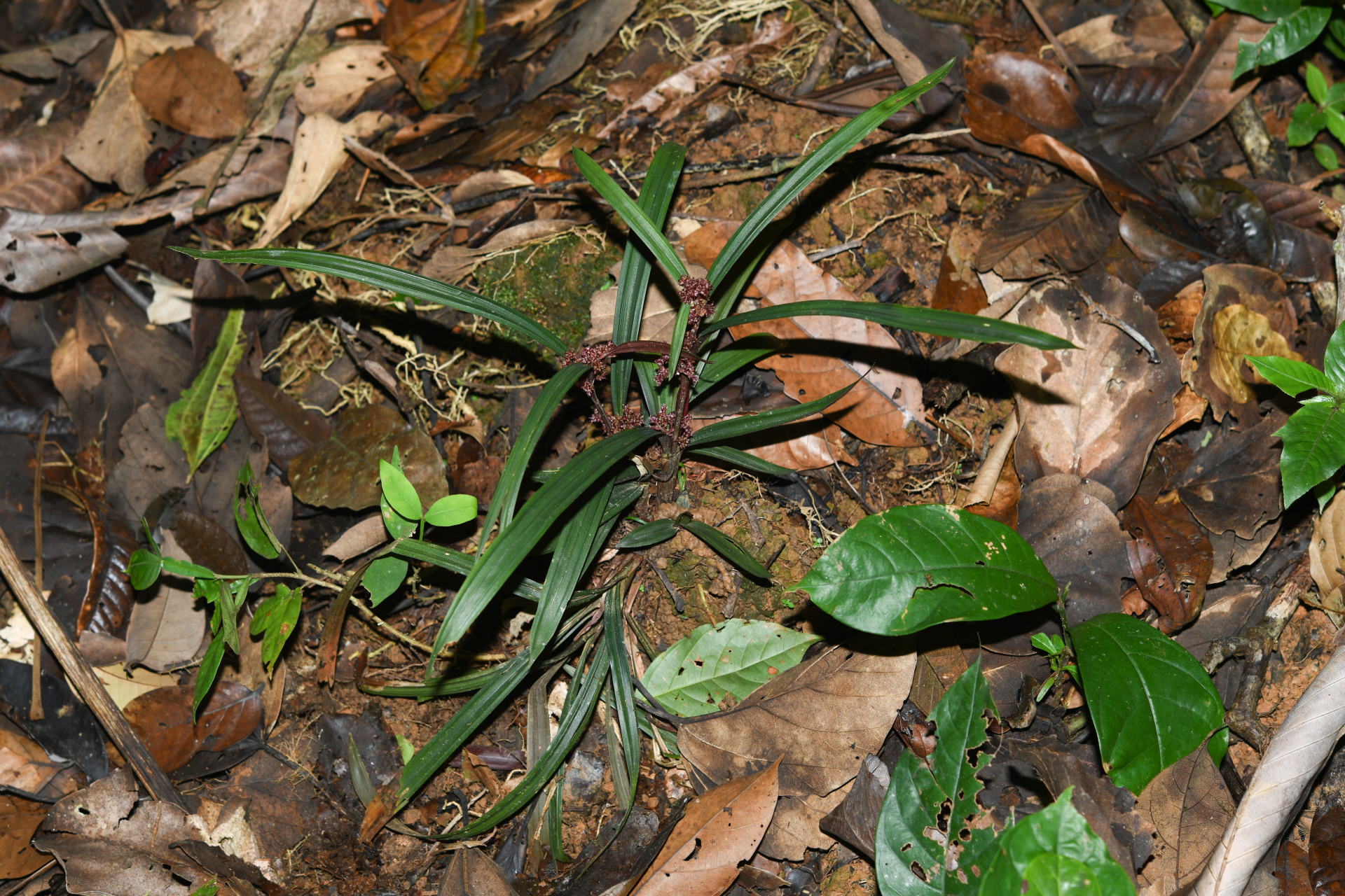 Calyptrocarya bicolor (H.Pfeiff.) T.Koyama - Photo Bivouac Naturaliste