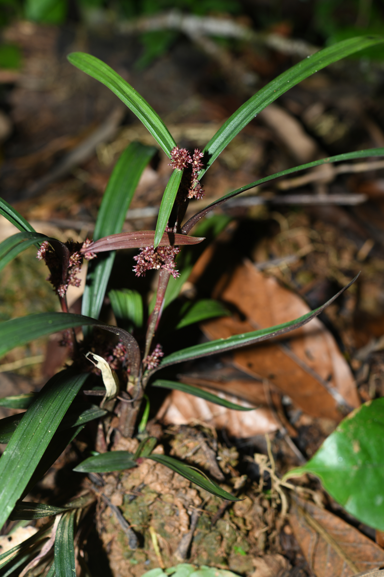 Calyptrocarya bicolor (H.Pfeiff.) T.Koyama - Photo Bivouac Naturaliste