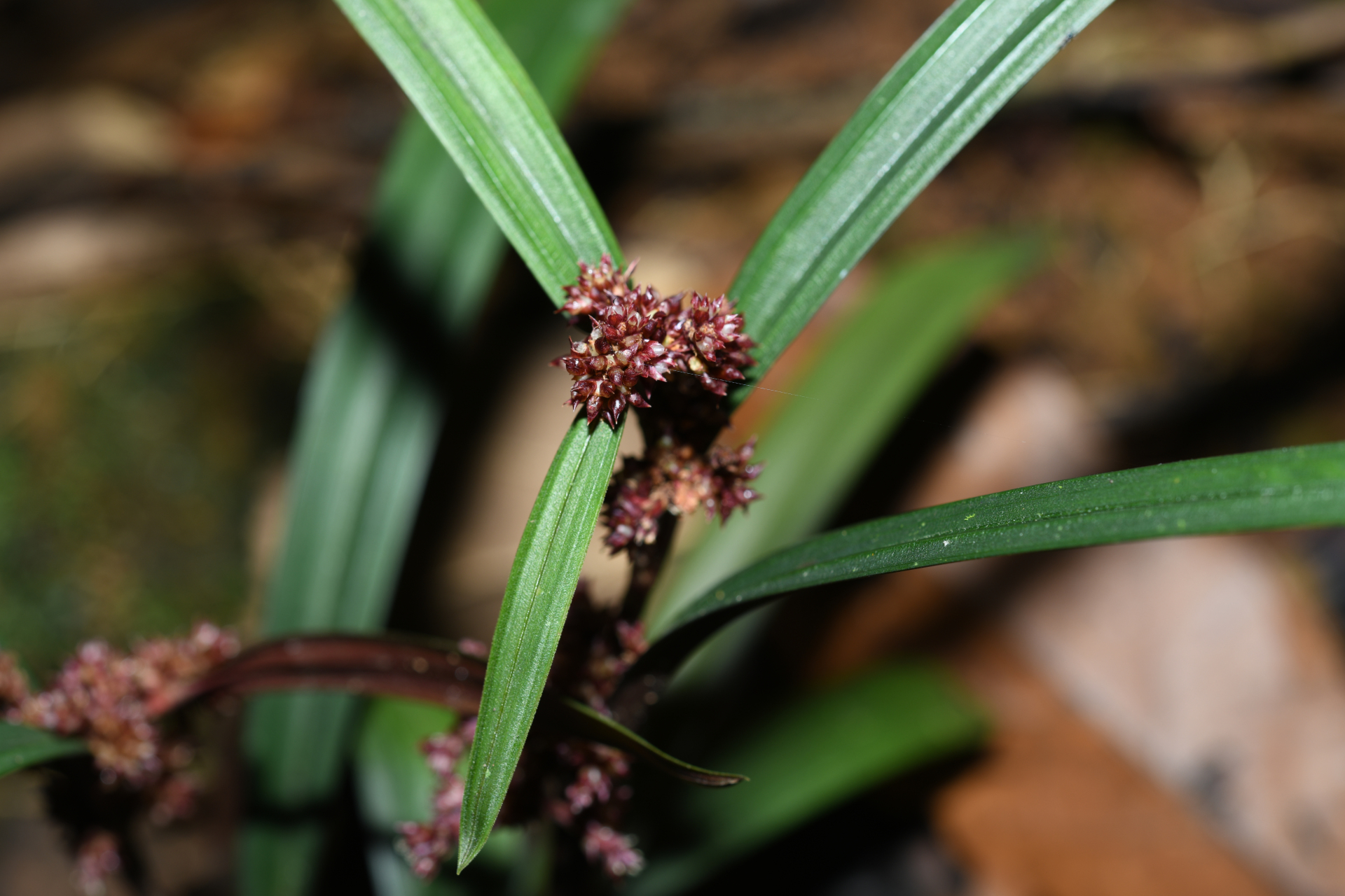 Calyptrocarya bicolor (H.Pfeiff.) T.Koyama - Photo Bivouac Naturaliste