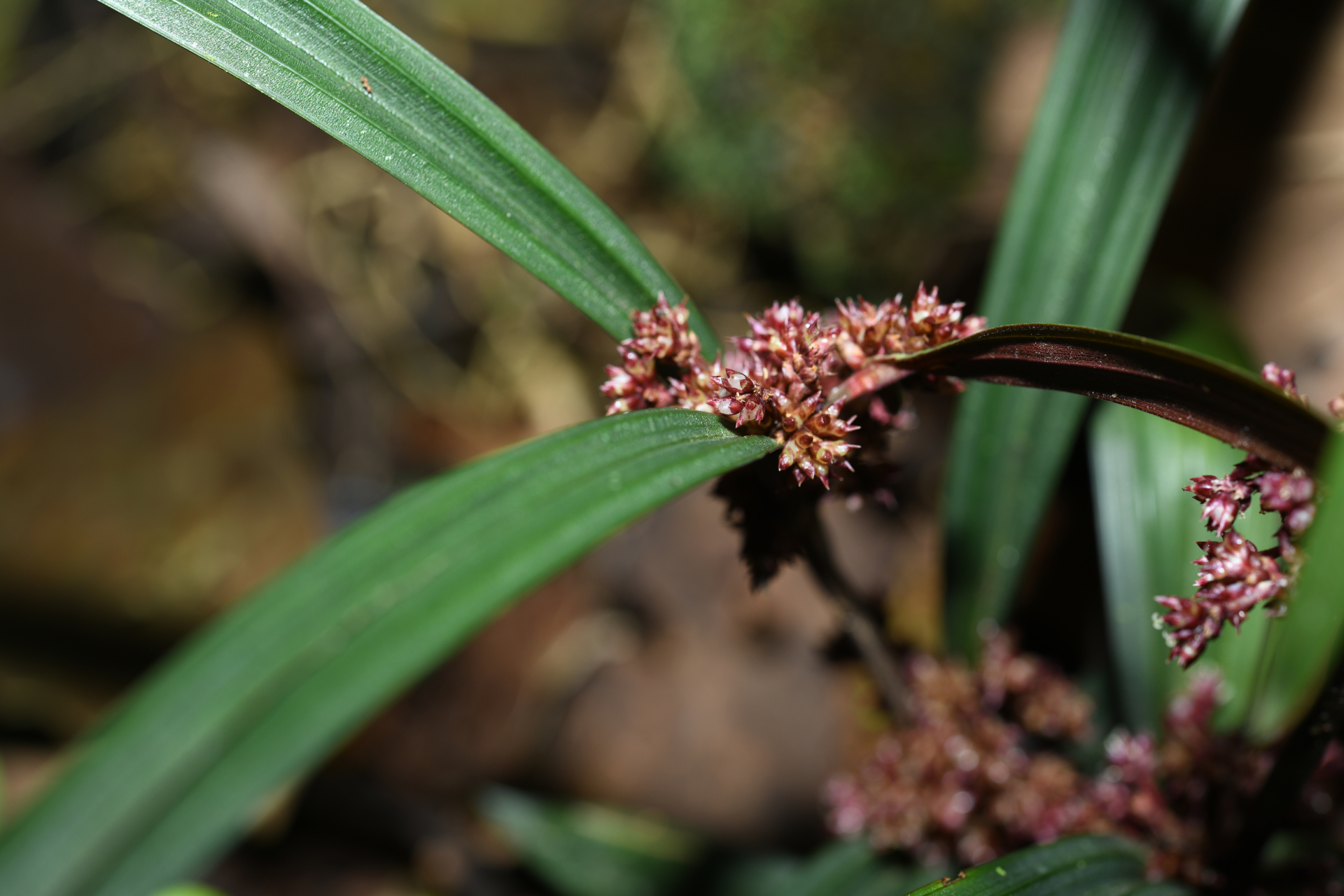 Calyptrocarya bicolor (H.Pfeiff.) T.Koyama - Photo Bivouac Naturaliste