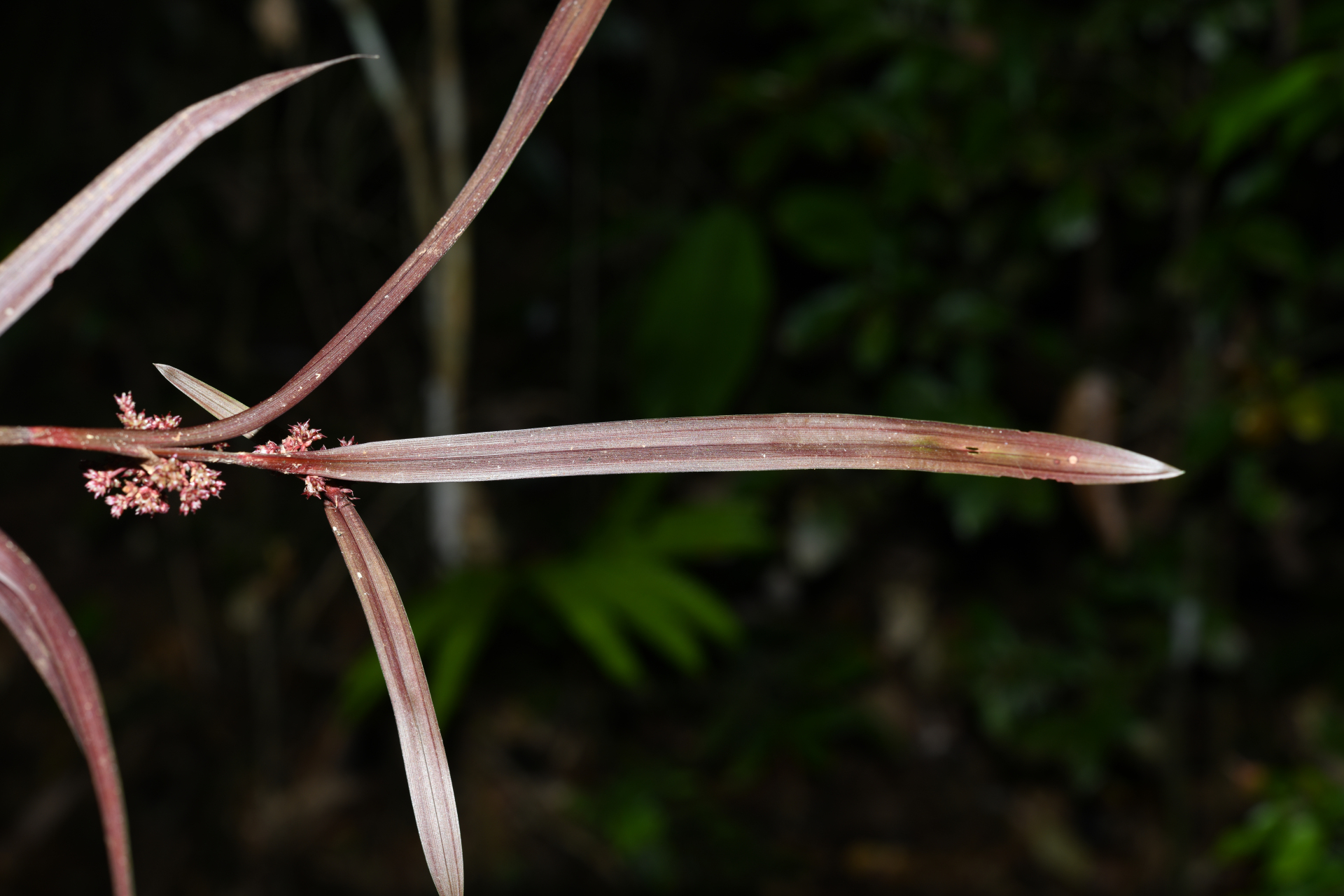 Calyptrocarya bicolor (H.Pfeiff.) T.Koyama - Photo Bivouac Naturaliste