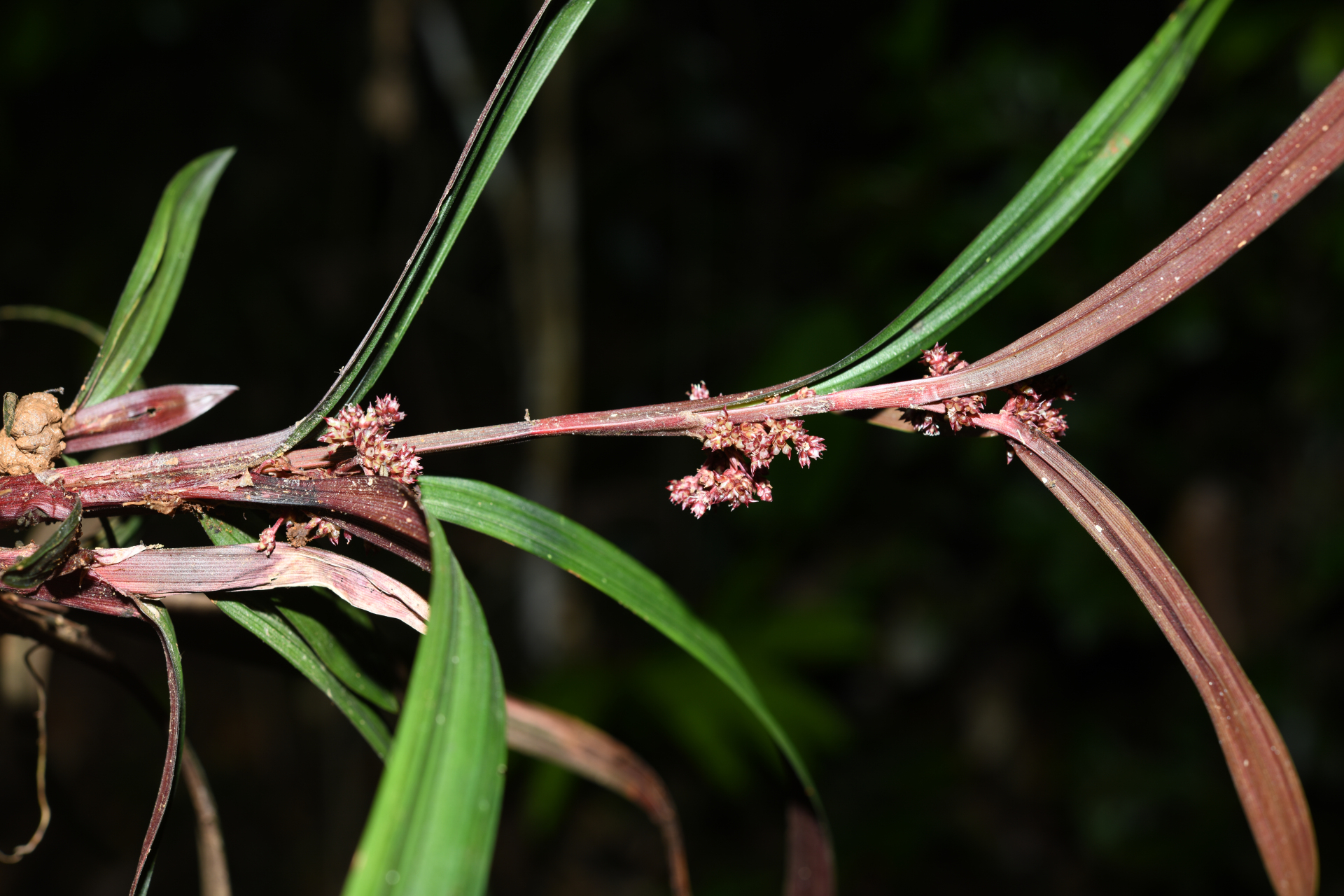Calyptrocarya bicolor (H.Pfeiff.) T.Koyama - Photo Bivouac Naturaliste