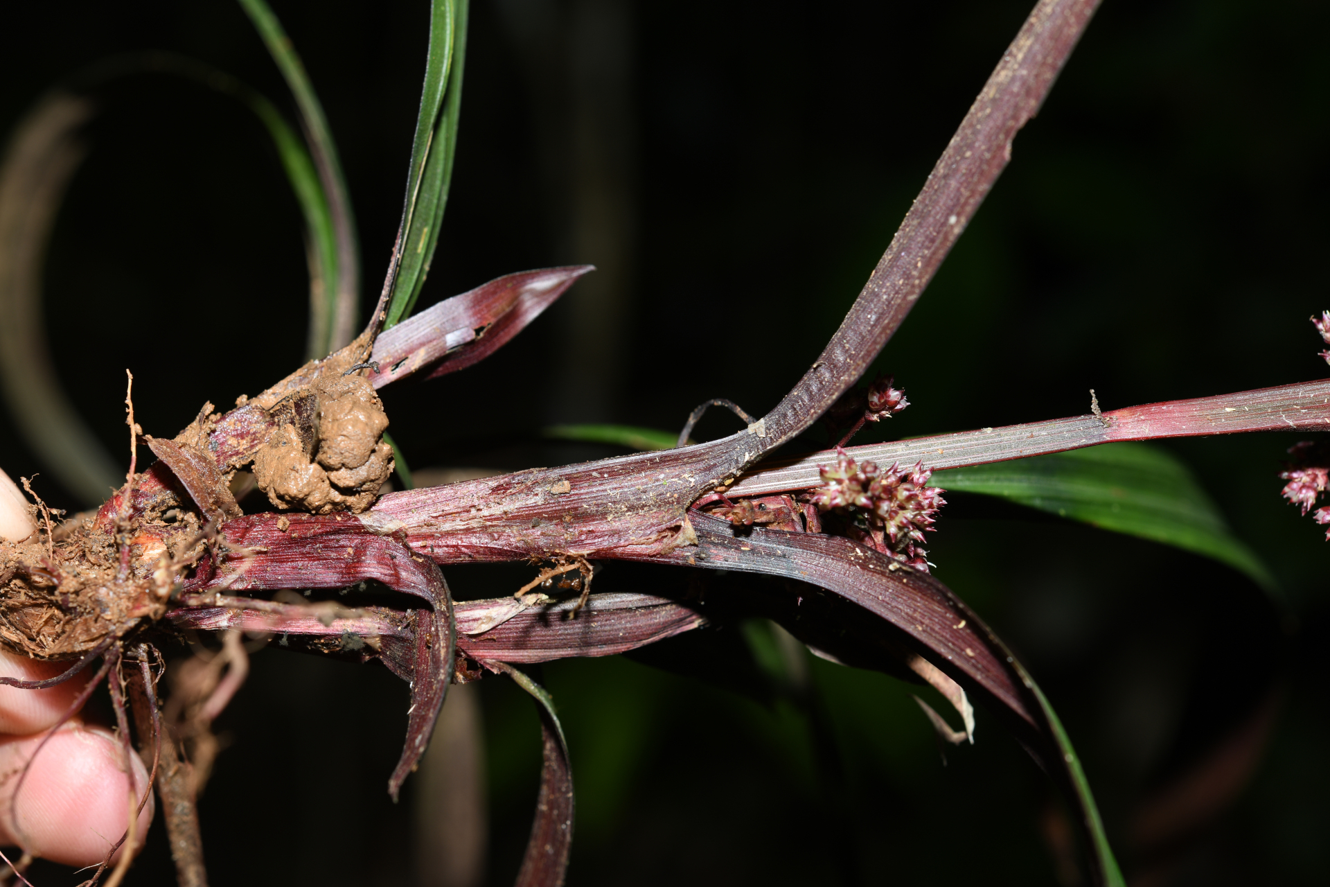 Calyptrocarya bicolor (H.Pfeiff.) T.Koyama - Photo Bivouac Naturaliste