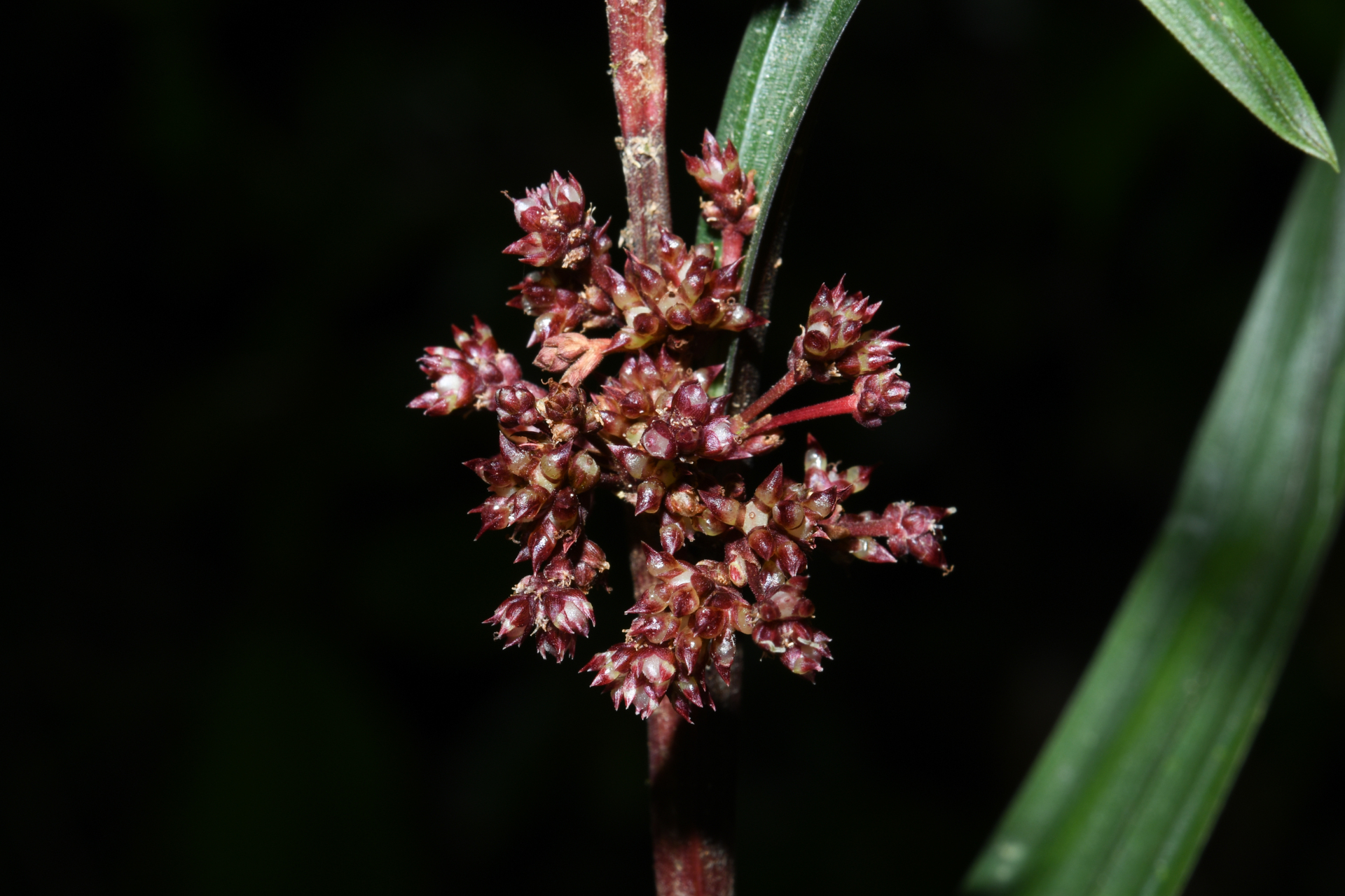 Calyptrocarya bicolor (H.Pfeiff.) T.Koyama - Photo Bivouac Naturaliste