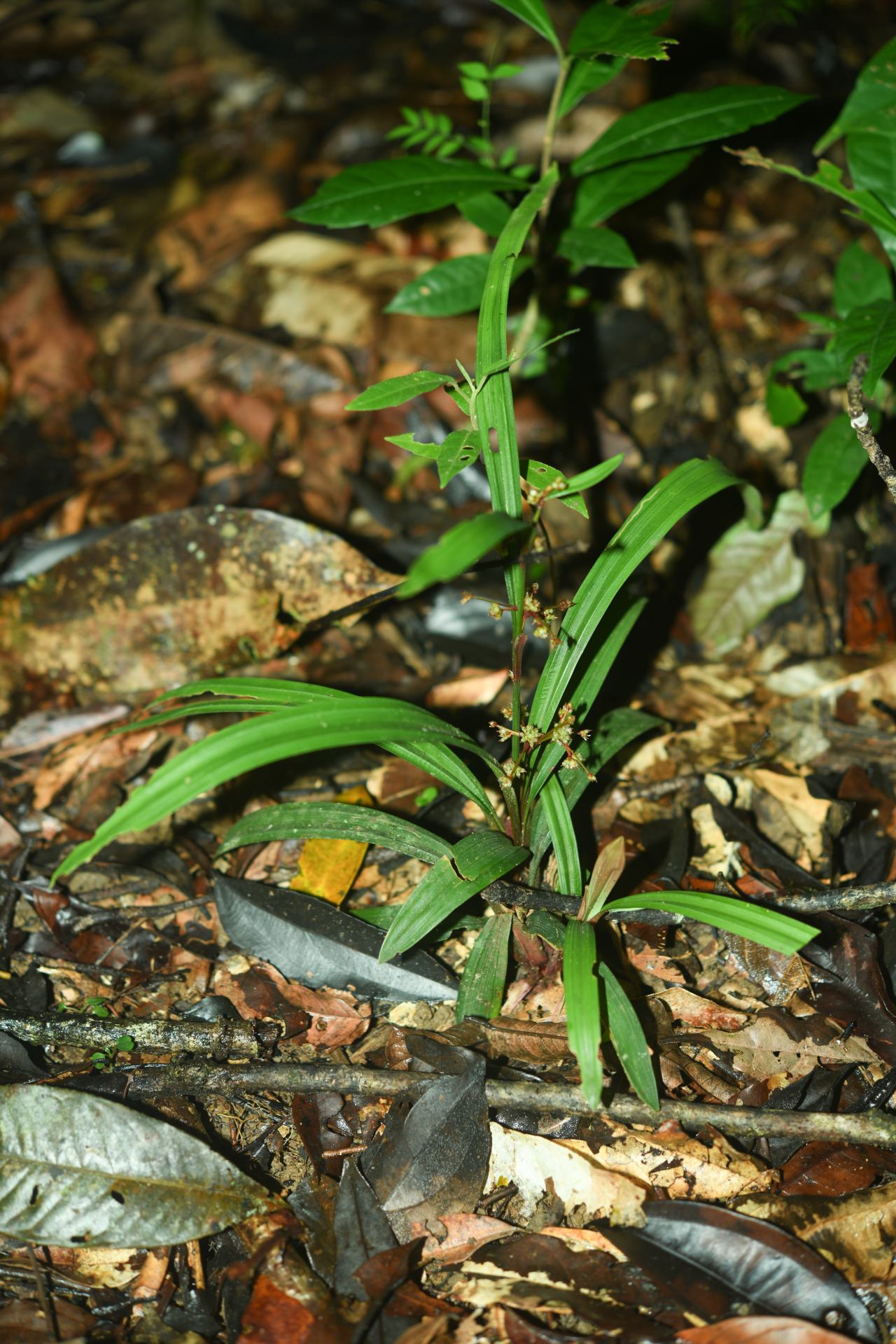 Calyptrocarya bicolor (H.Pfeiff.) T.Koyama - Photo Bivouac Naturaliste