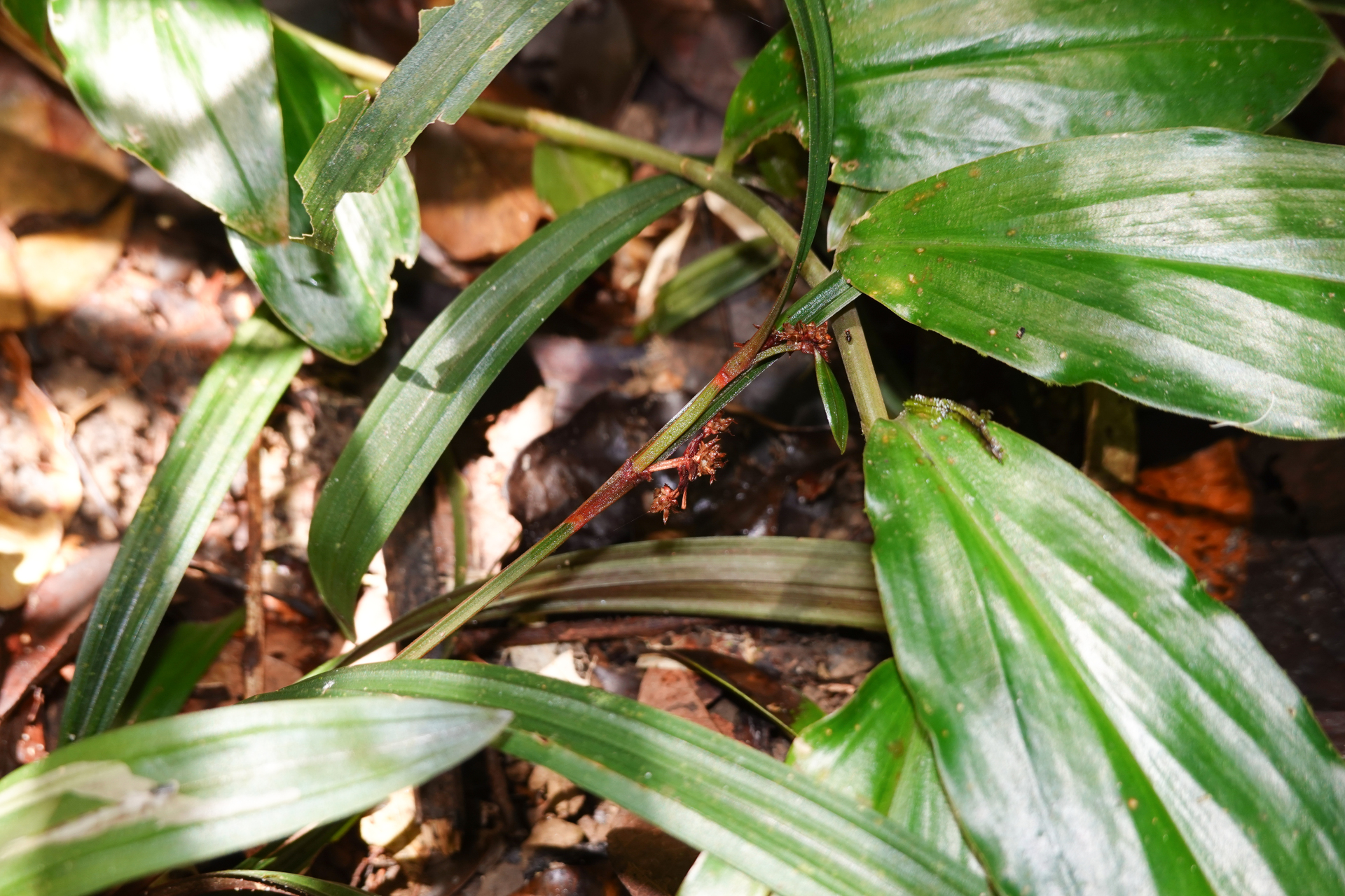 Calyptrocarya bicolor (H.Pfeiff.) T.Koyama - Photo Bivouac Naturaliste