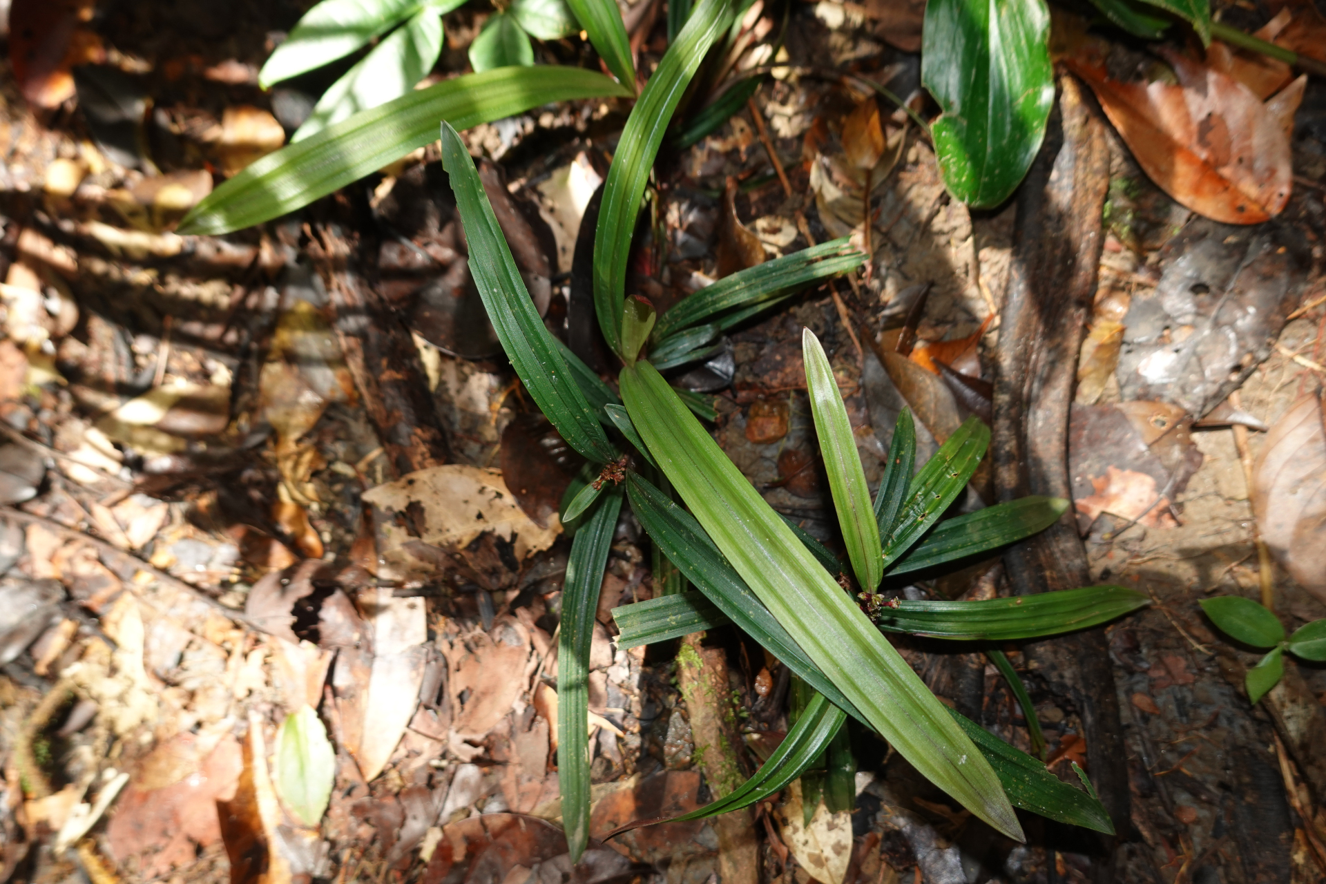 Calyptrocarya bicolor (H.Pfeiff.) T.Koyama - Photo Bivouac Naturaliste