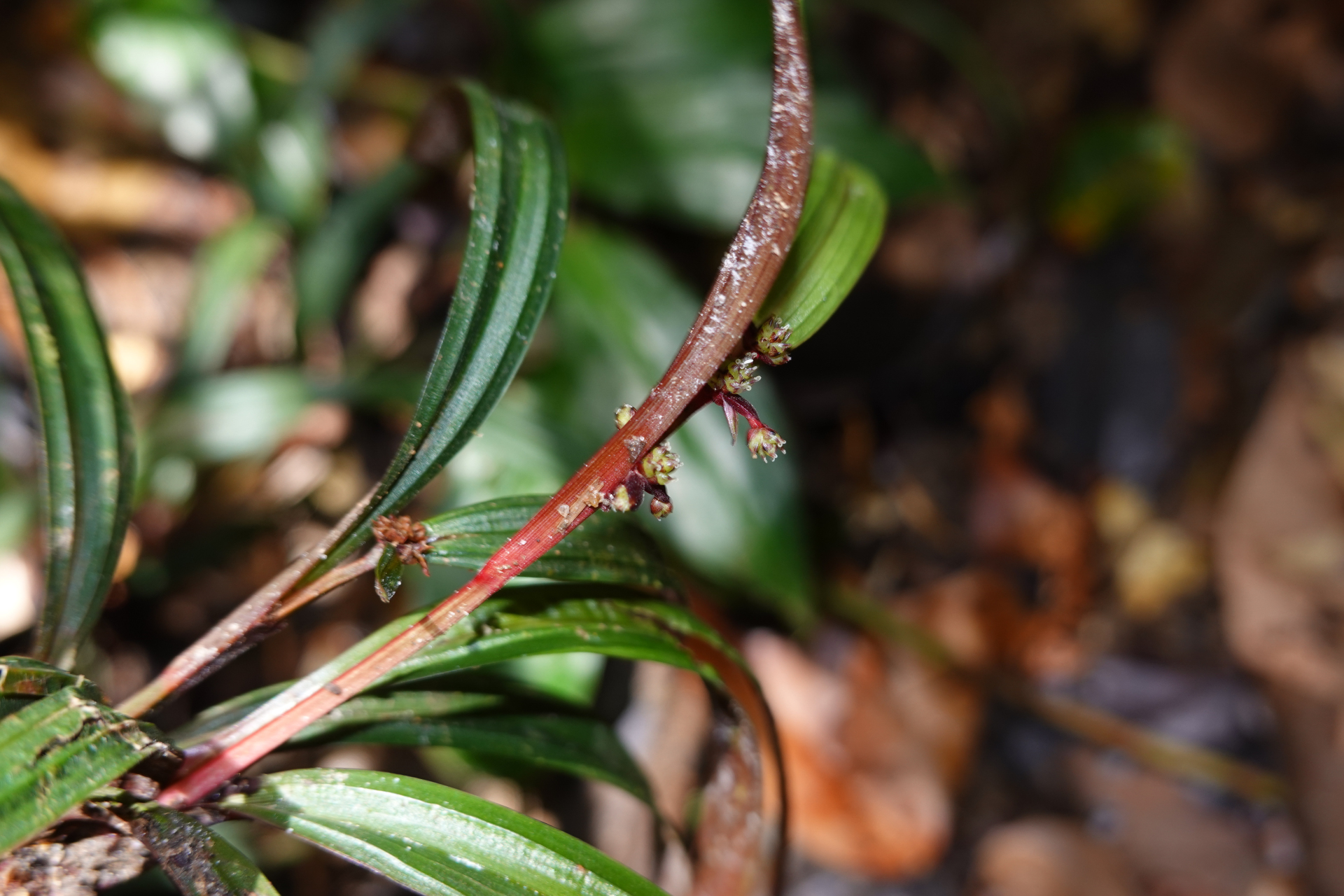 Calyptrocarya bicolor (H.Pfeiff.) T.Koyama - Photo Bivouac Naturaliste