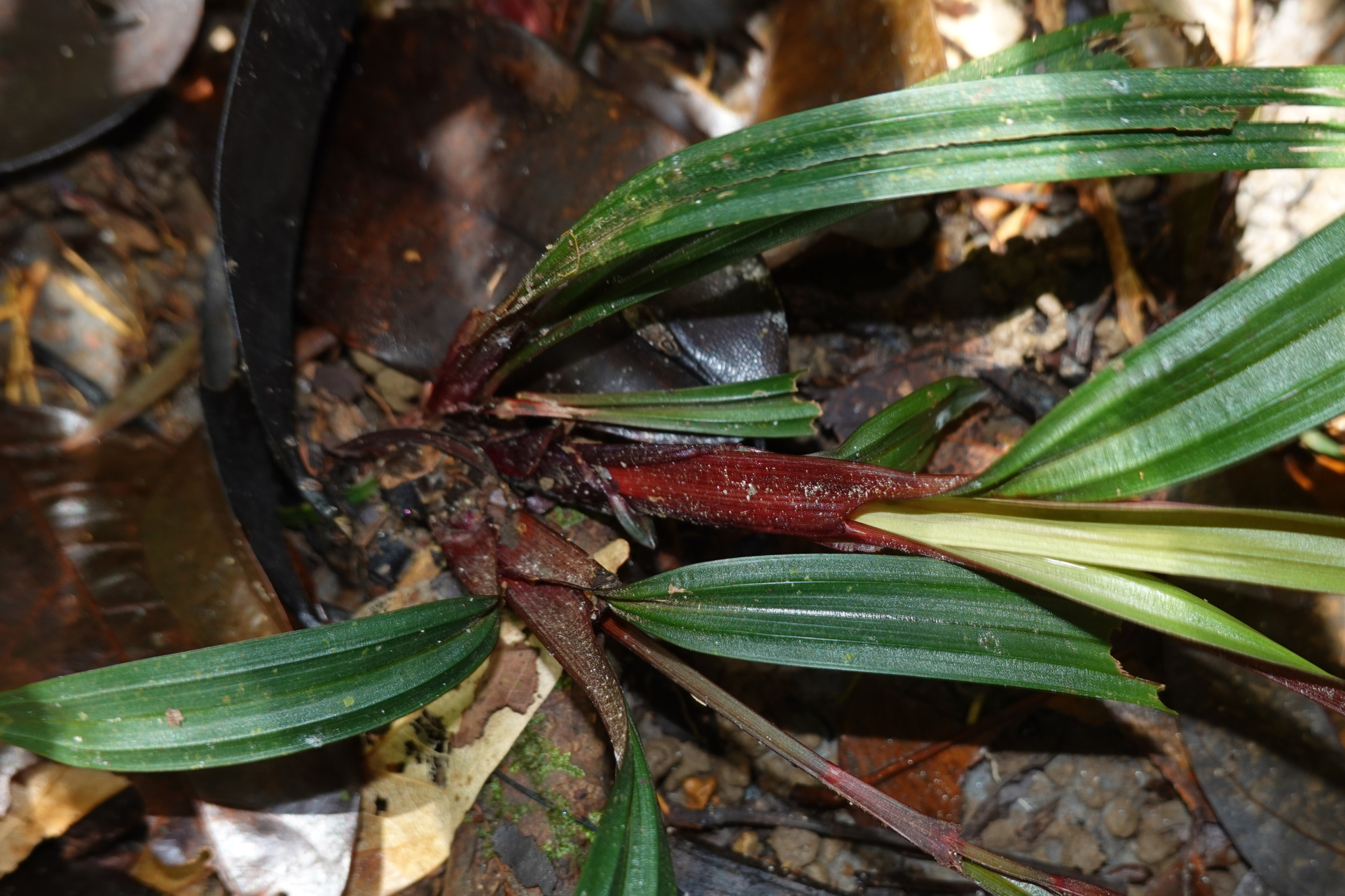 Calyptrocarya bicolor (H.Pfeiff.) T.Koyama - Photo Bivouac Naturaliste