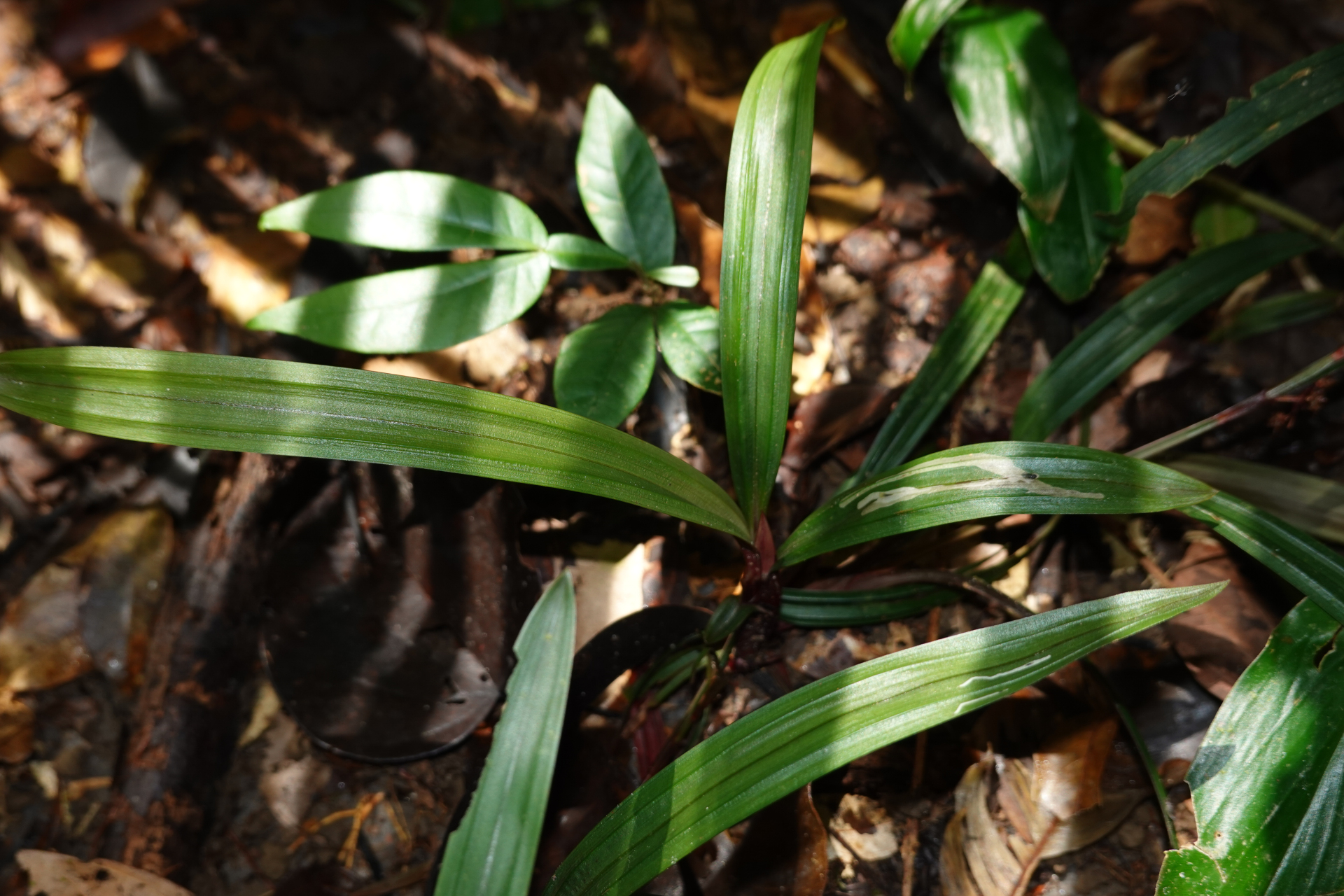 Calyptrocarya bicolor (H.Pfeiff.) T.Koyama - Photo Bivouac Naturaliste