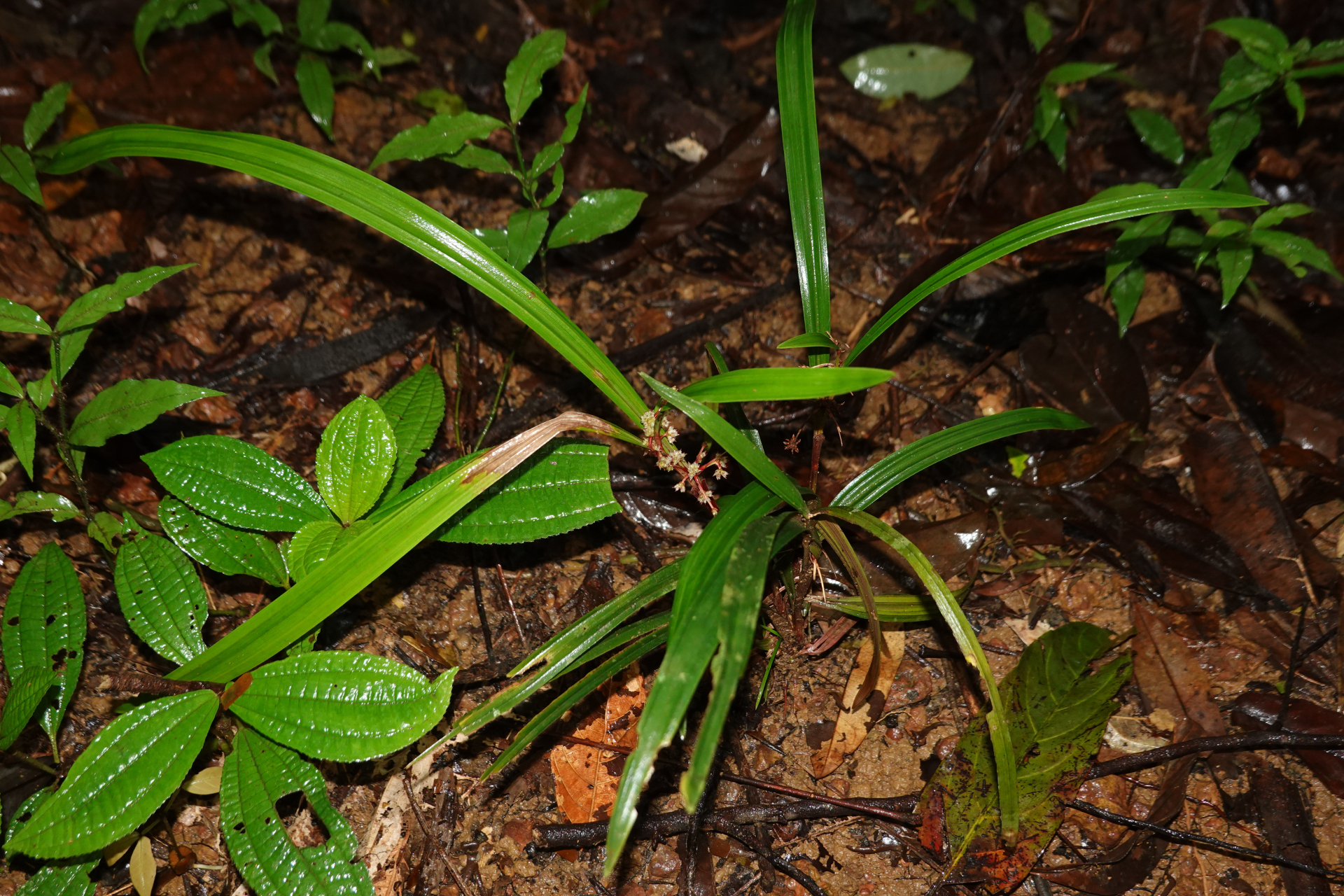 Calyptrocarya bicolor (H.Pfeiff.) T.Koyama - Photo Bivouac Naturaliste