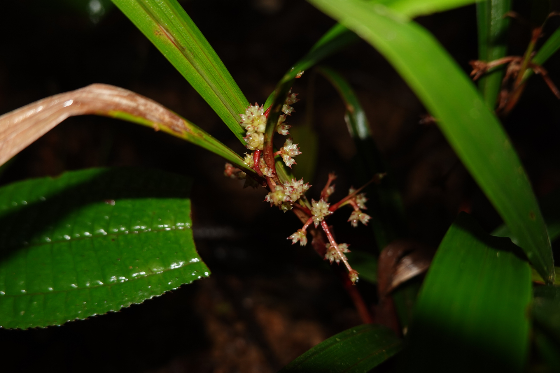 Calyptrocarya bicolor (H.Pfeiff.) T.Koyama - Photo Bivouac Naturaliste