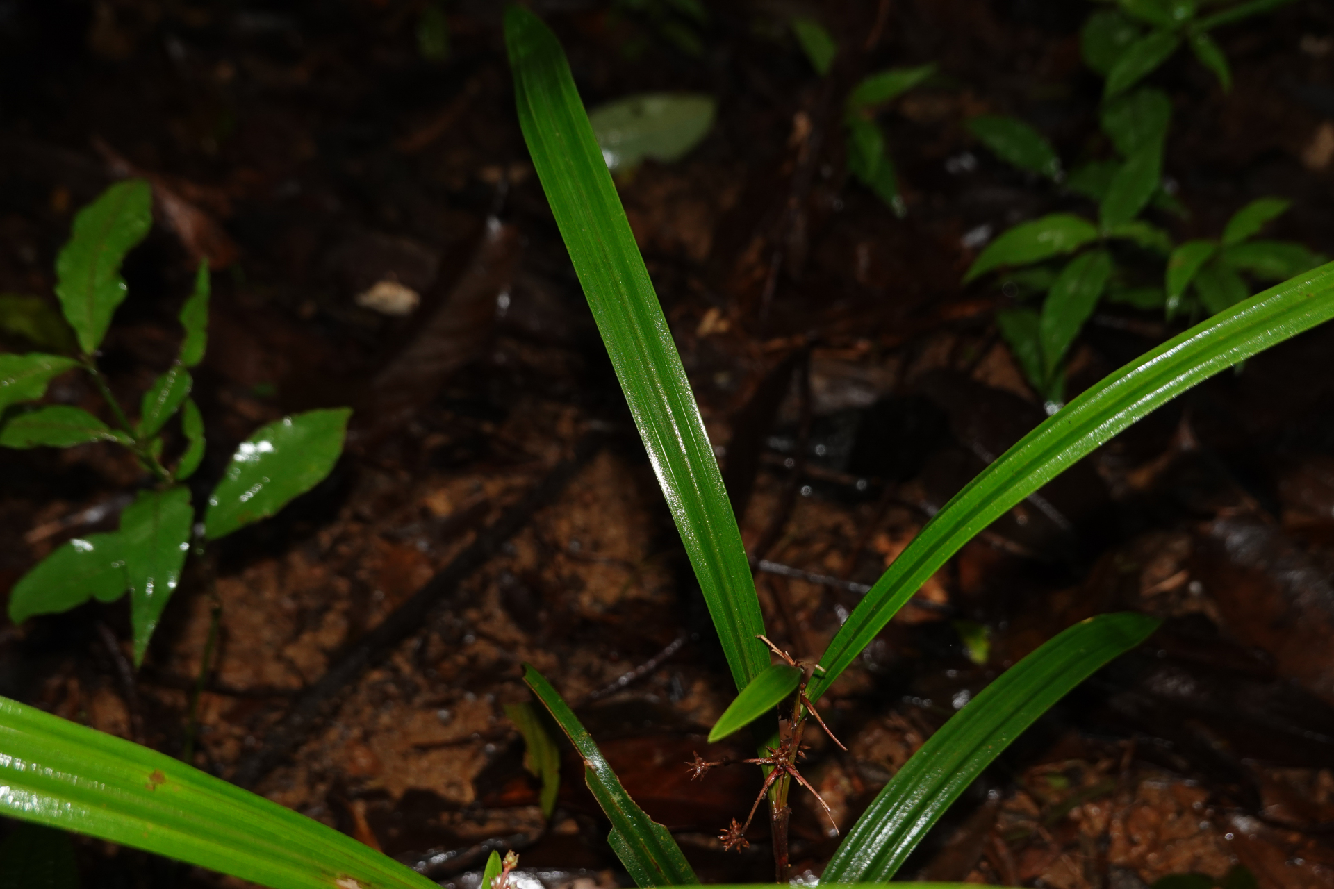 Calyptrocarya bicolor (H.Pfeiff.) T.Koyama - Photo Bivouac Naturaliste