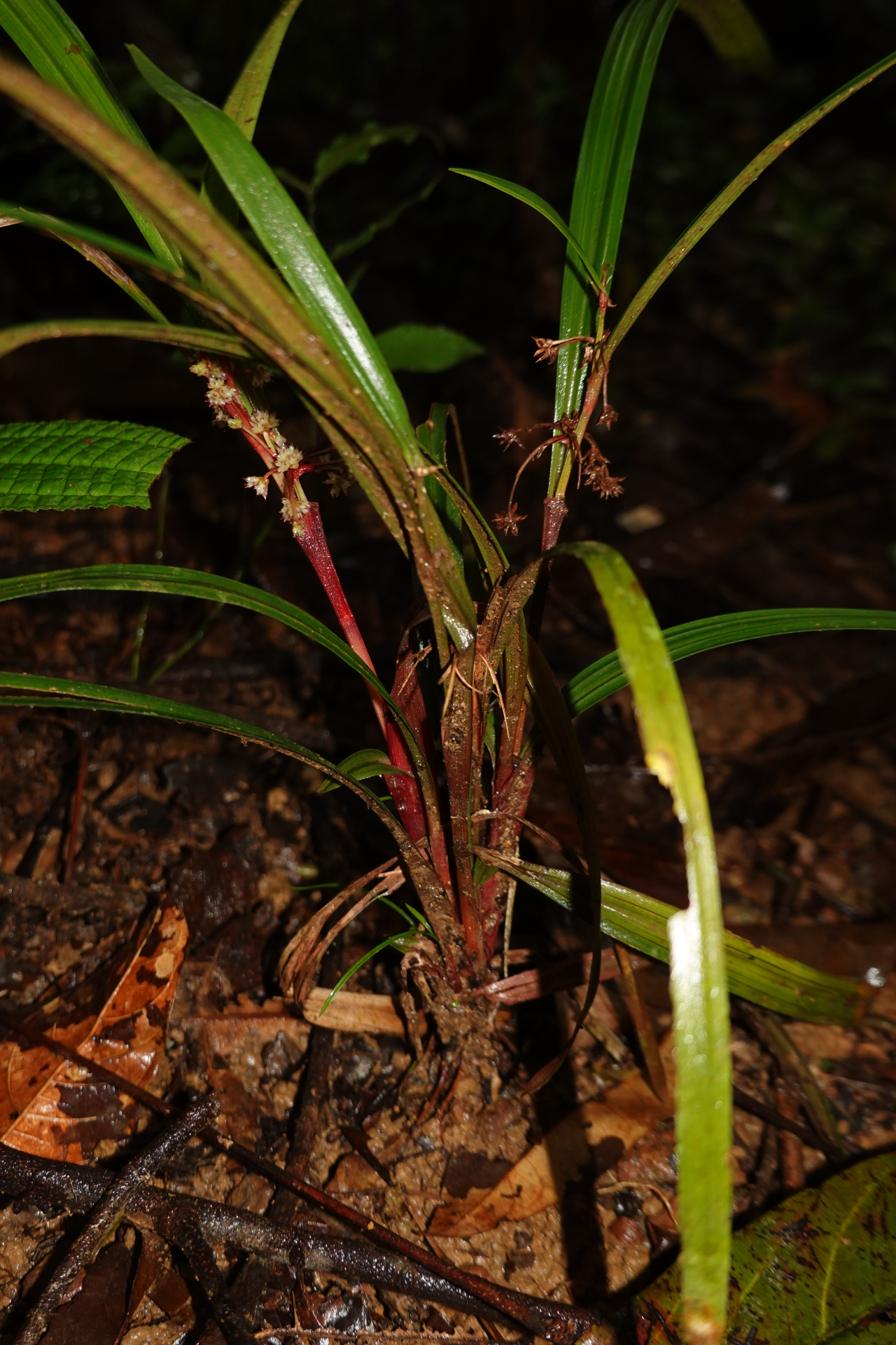 Calyptrocarya bicolor (H.Pfeiff.) T.Koyama - Photo Bivouac Naturaliste