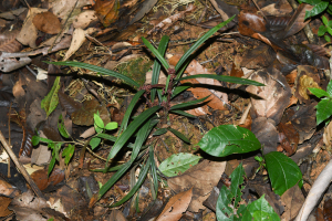 Calyptrocarya bicolor (H.Pfeiff.) T.Koyama