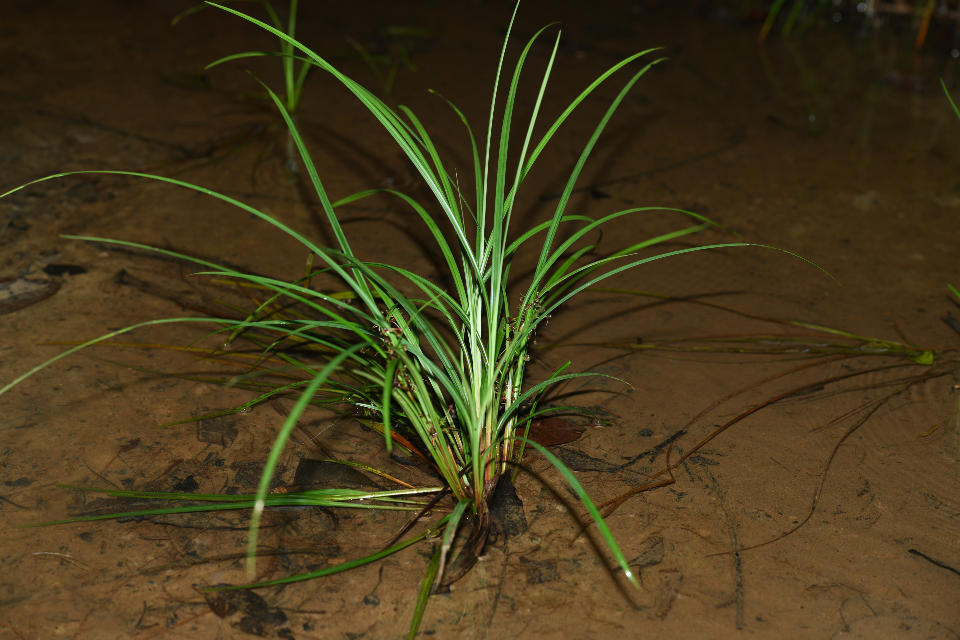 Calyptrocarya glomerulata (Brongn.) Urb. - Photo Bivouac Naturaliste