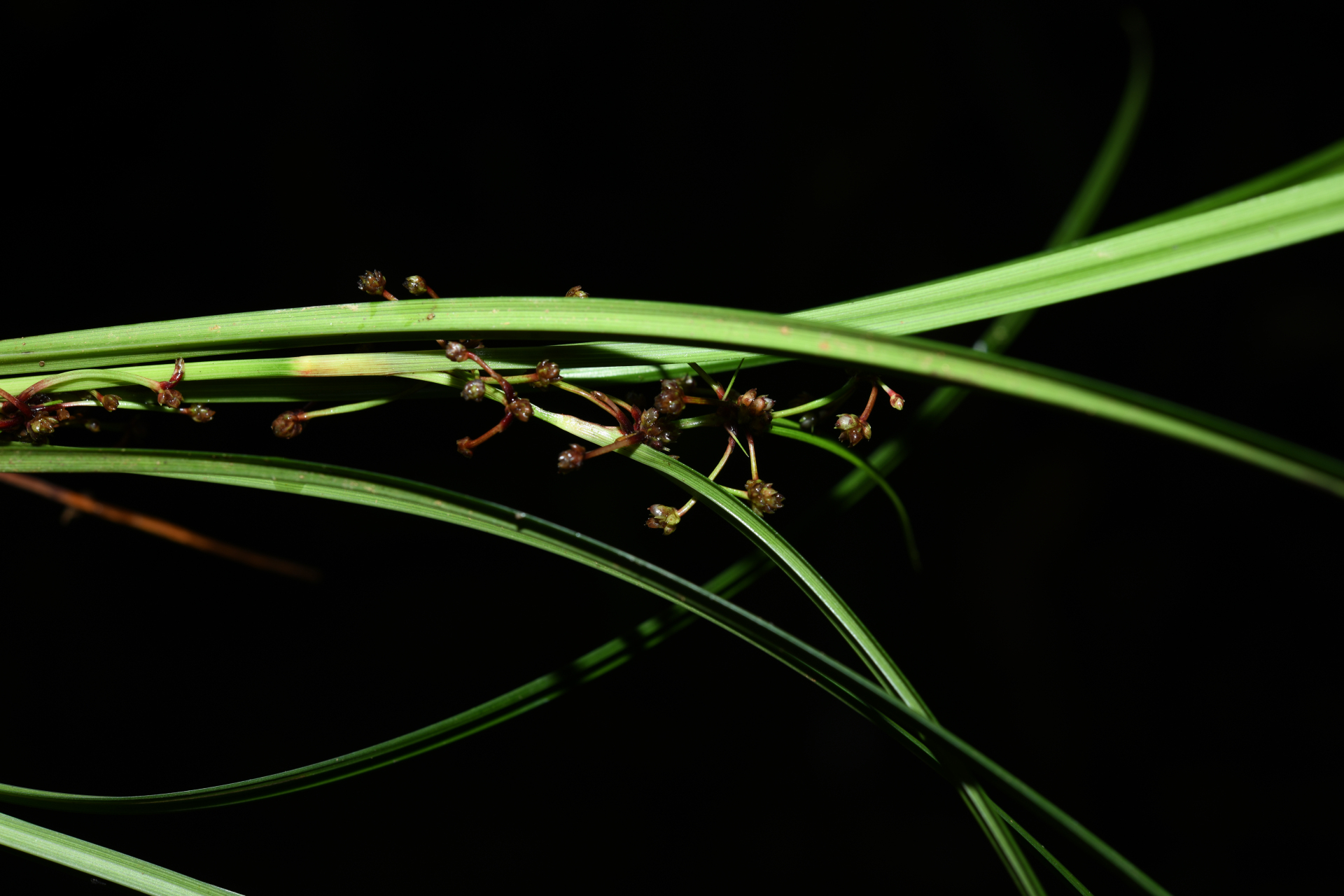 Calyptrocarya glomerulata (Brongn.) Urb. - Photo Bivouac Naturaliste