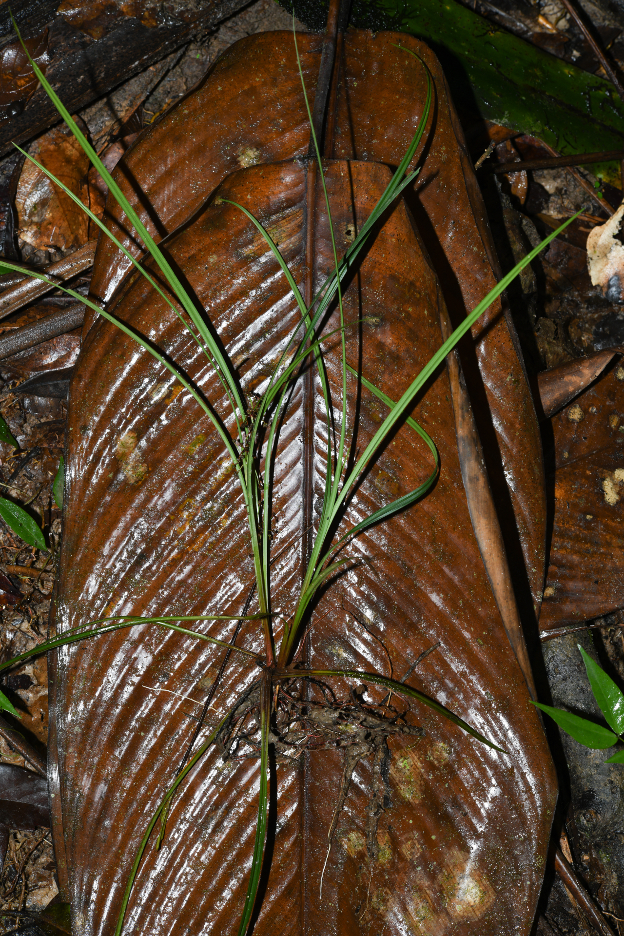 Calyptrocarya glomerulata (Brongn.) Urb. - Photo Bivouac Naturaliste