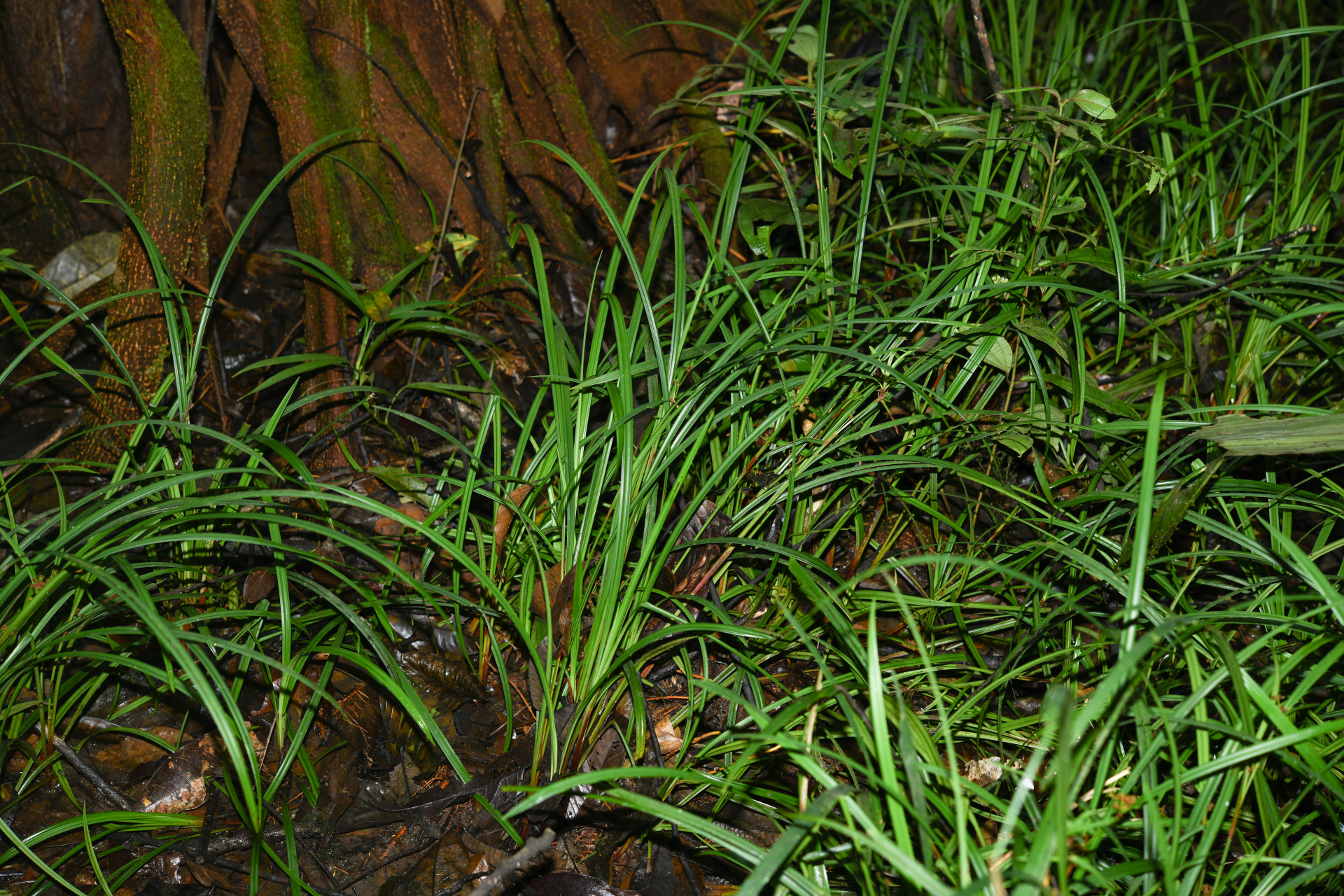 Calyptrocarya glomerulata (Brongn.) Urb. - Photo Bivouac Naturaliste