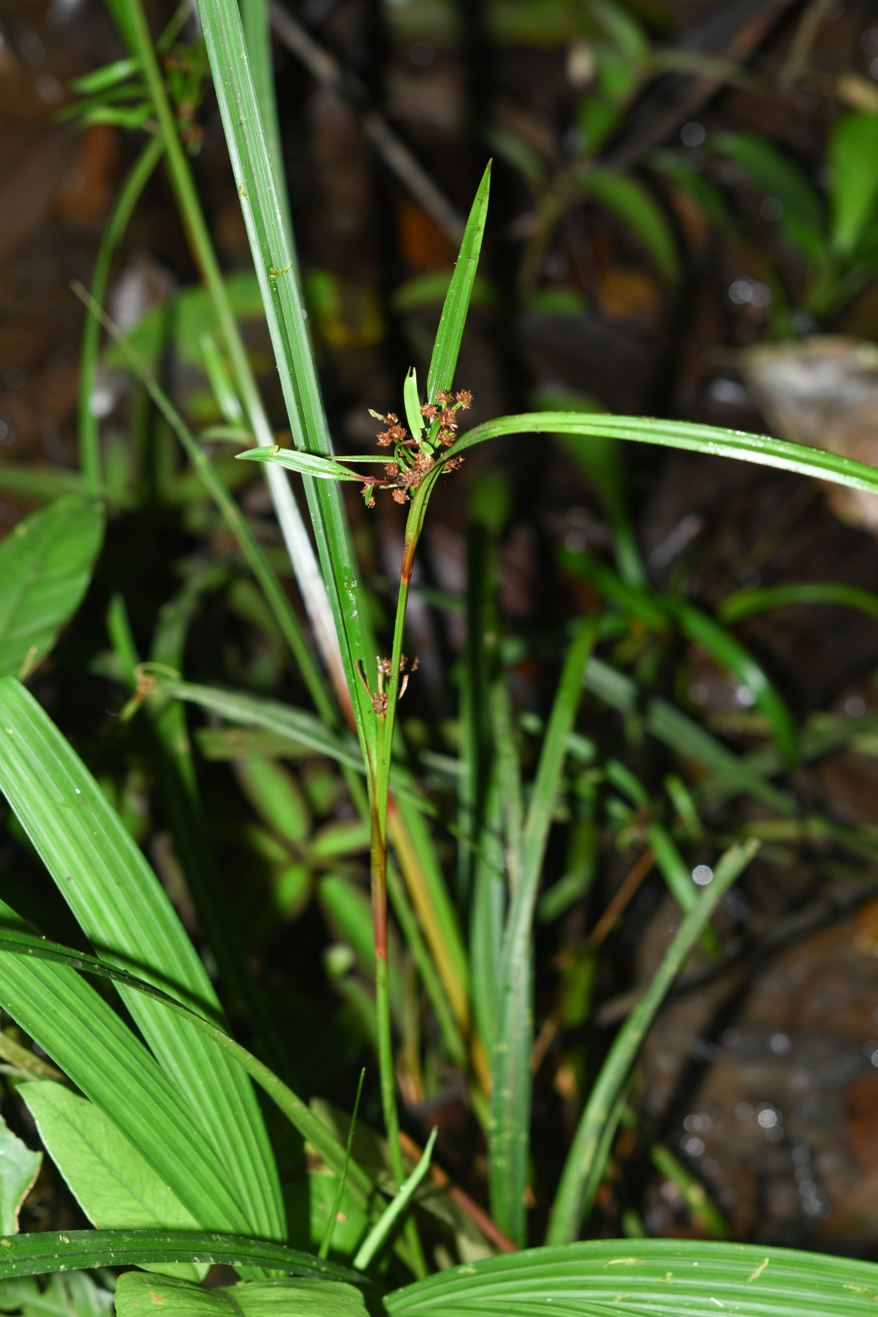 Calyptrocarya glomerulata (Brongn.) Urb. - Photo Bivouac Naturaliste