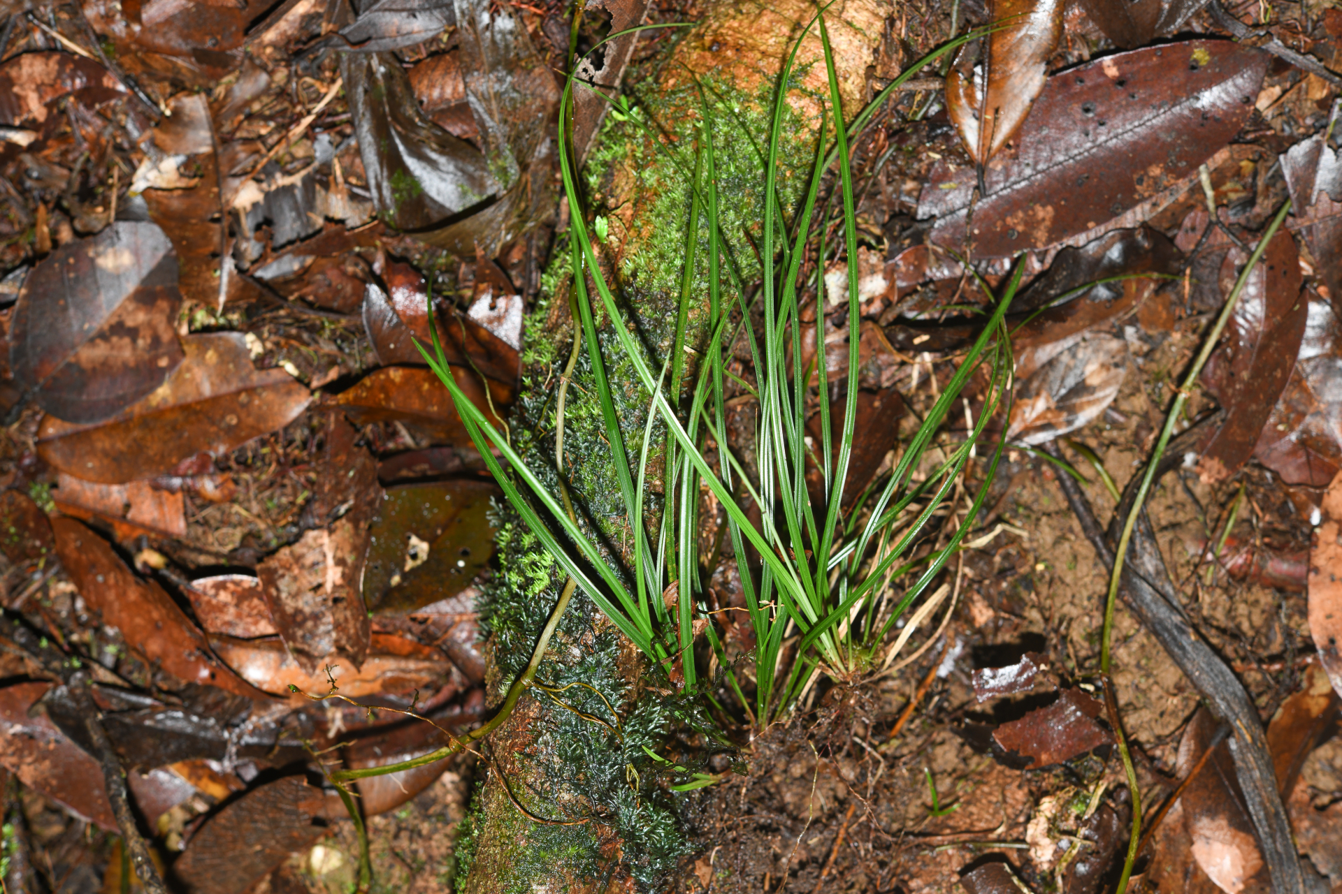 Calyptrocarya glomerulata (Brongn.) Urb. - Photo Bivouac Naturaliste