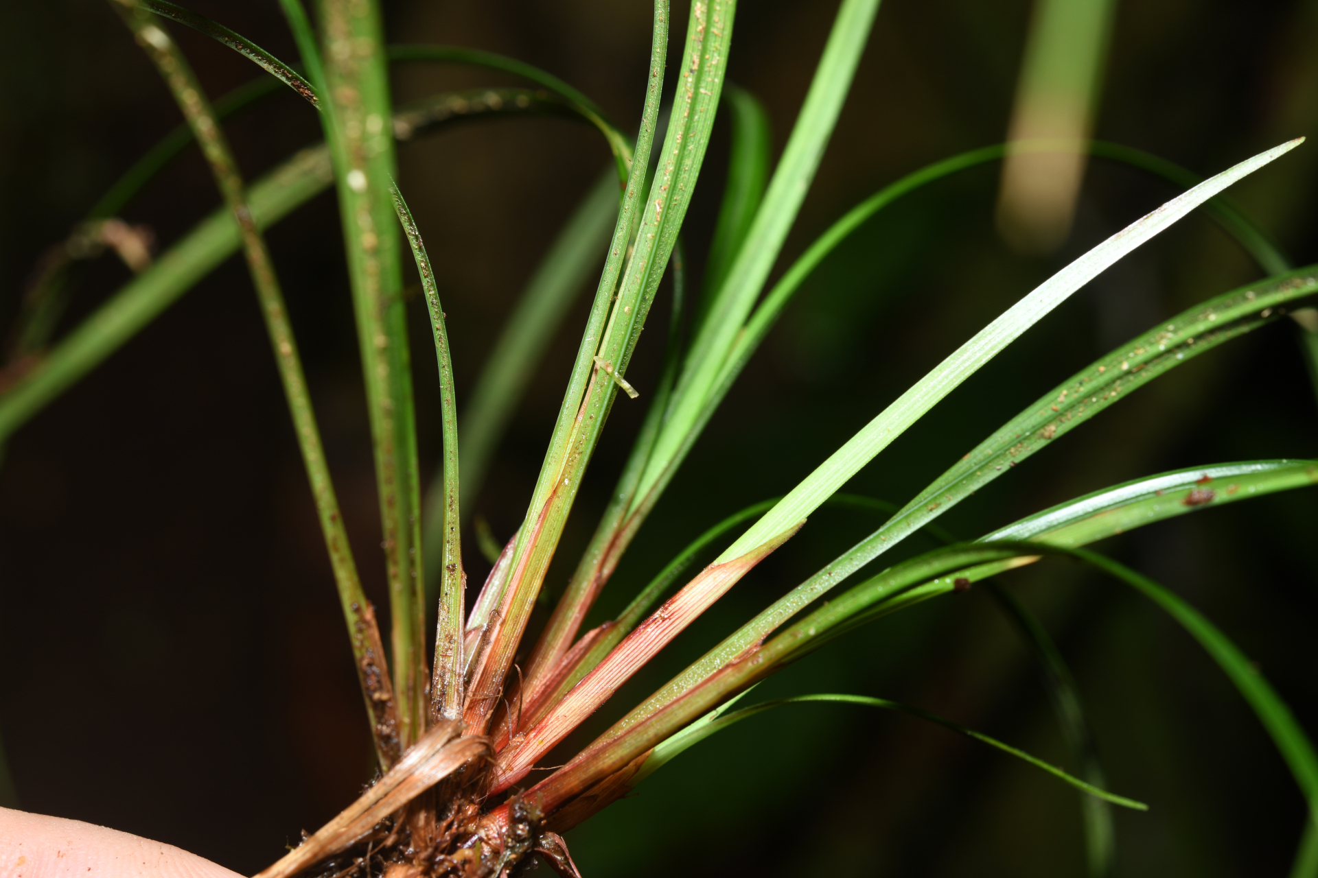 Calyptrocarya glomerulata (Brongn.) Urb. - Photo Bivouac Naturaliste
