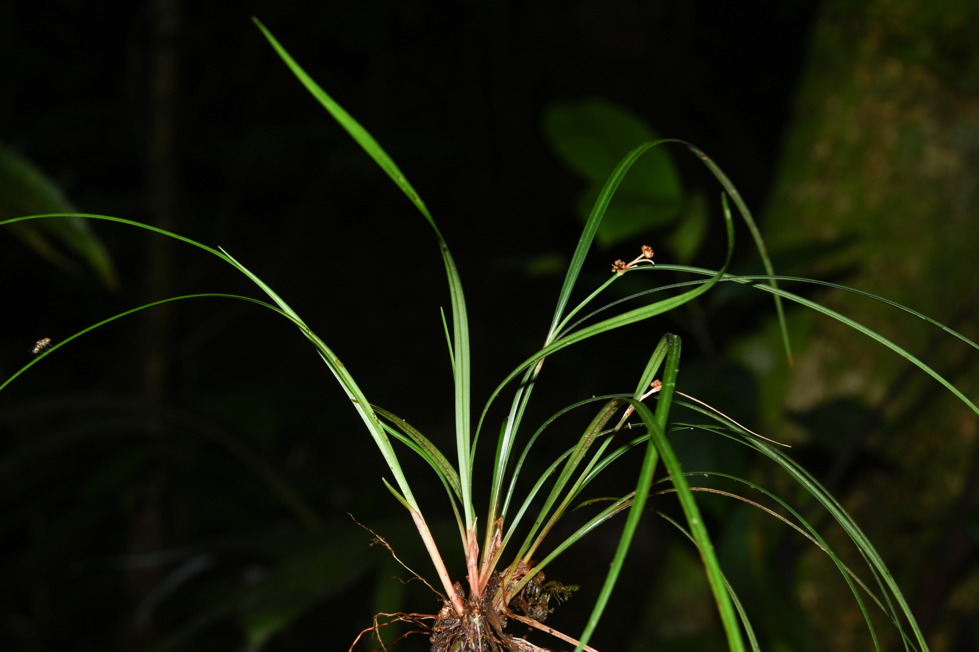 Calyptrocarya glomerulata (Brongn.) Urb. - Photo Bivouac Naturaliste